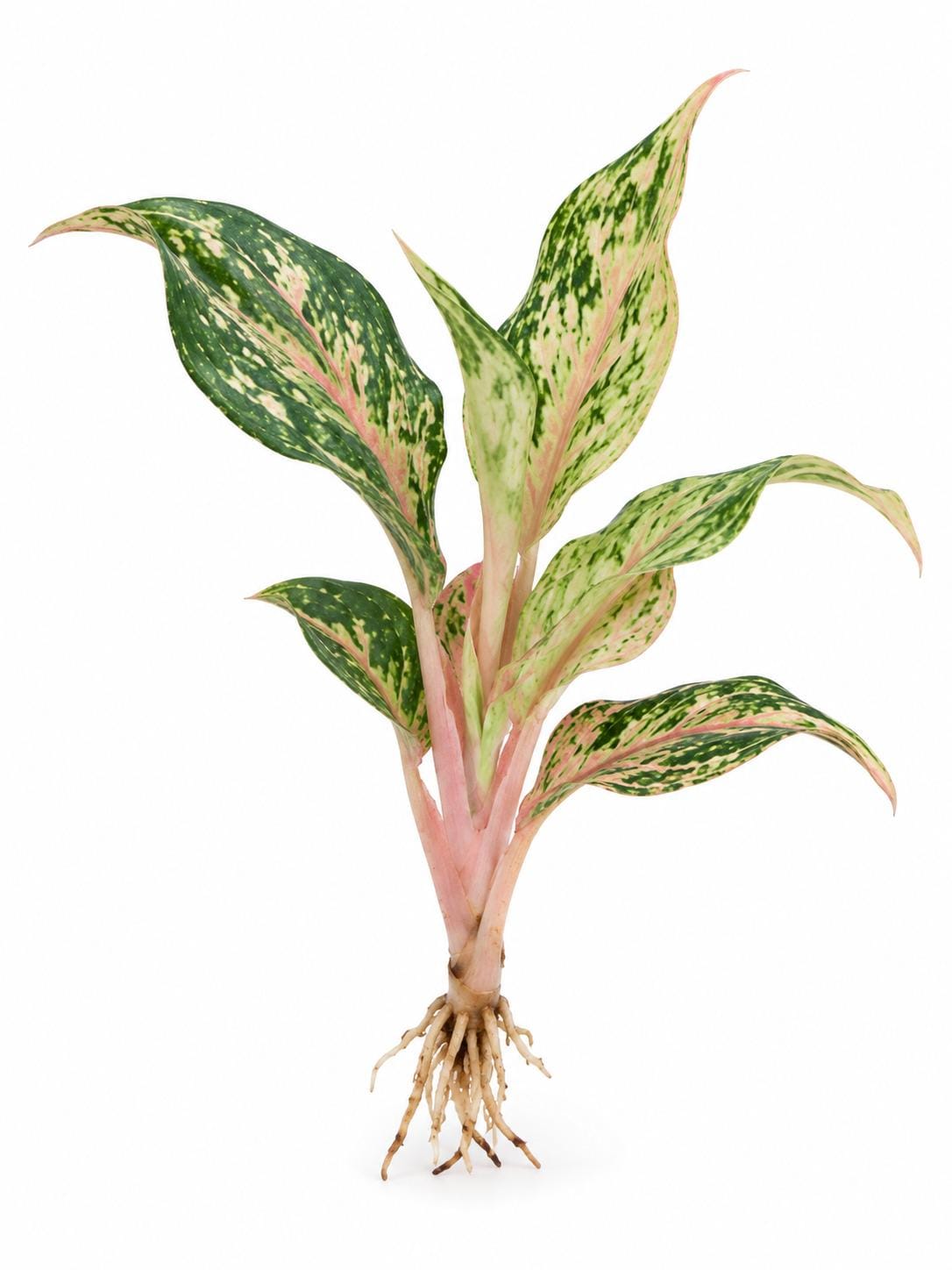 Aglaonema Sparkling Sarah – photo 2