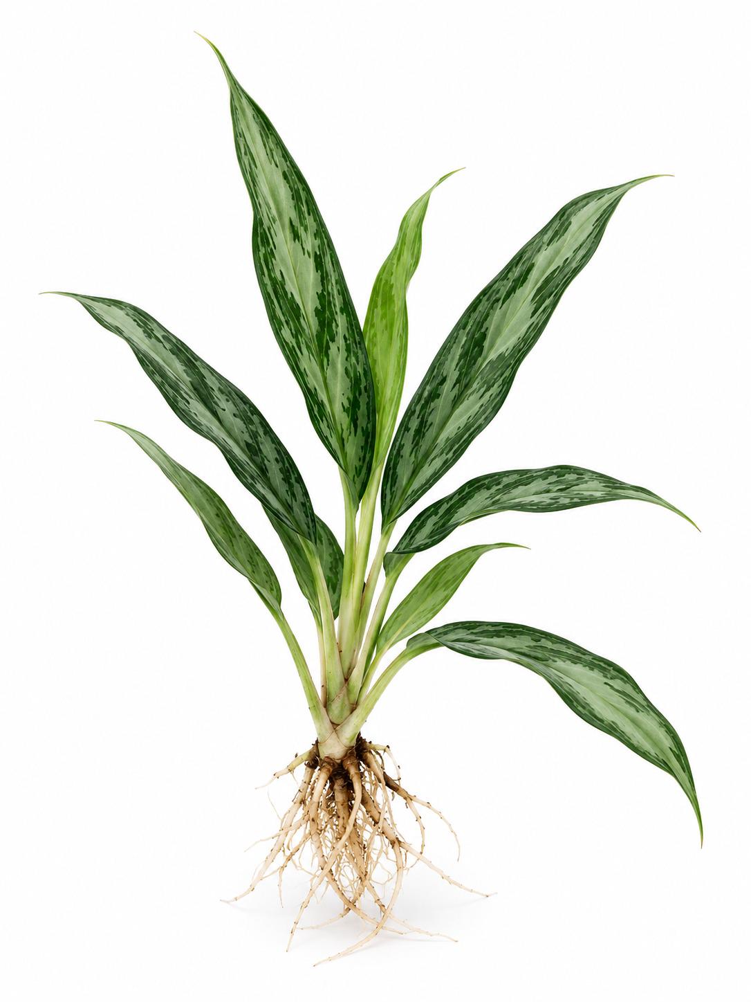 Aglaonema Mondo Bay – photo 2