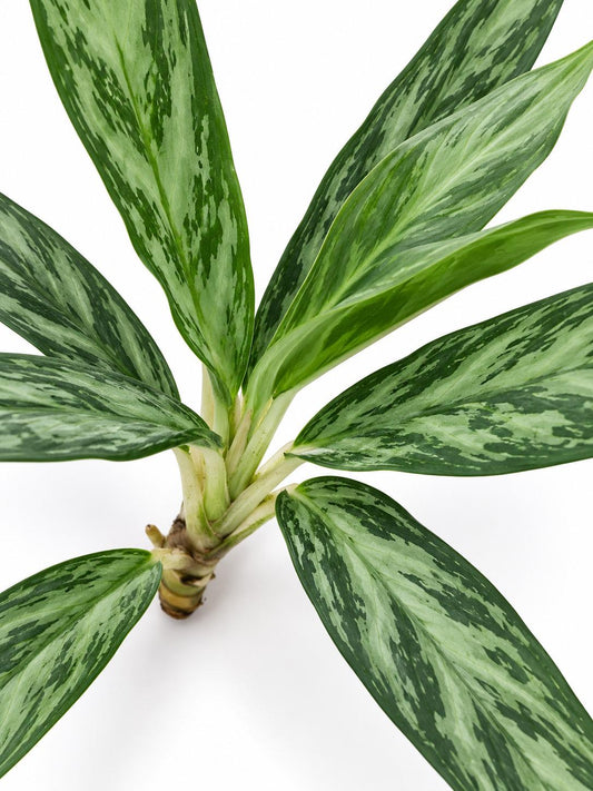 Aglaonema Mondo Bay – rare plant for sale
