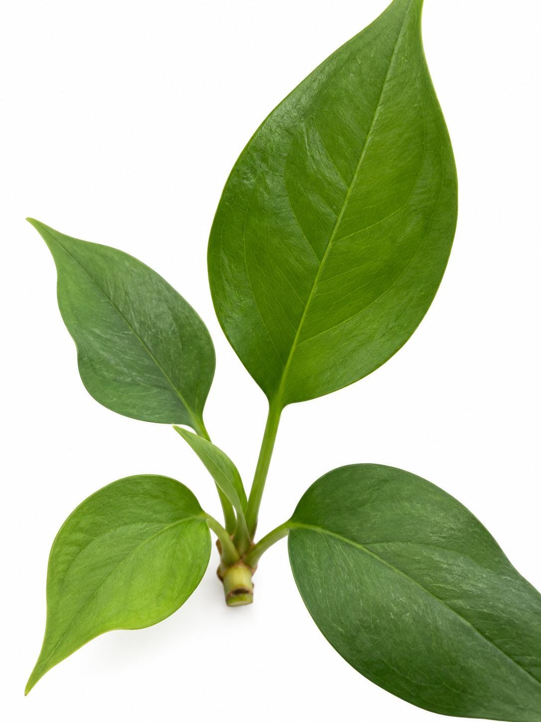 Anthurium Water Dragon – rare plant for sale