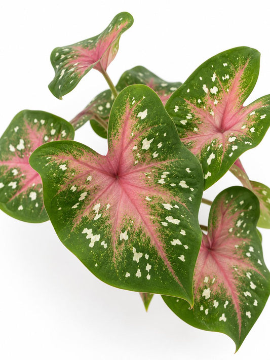 Caladium Camilla – rare plant for sale