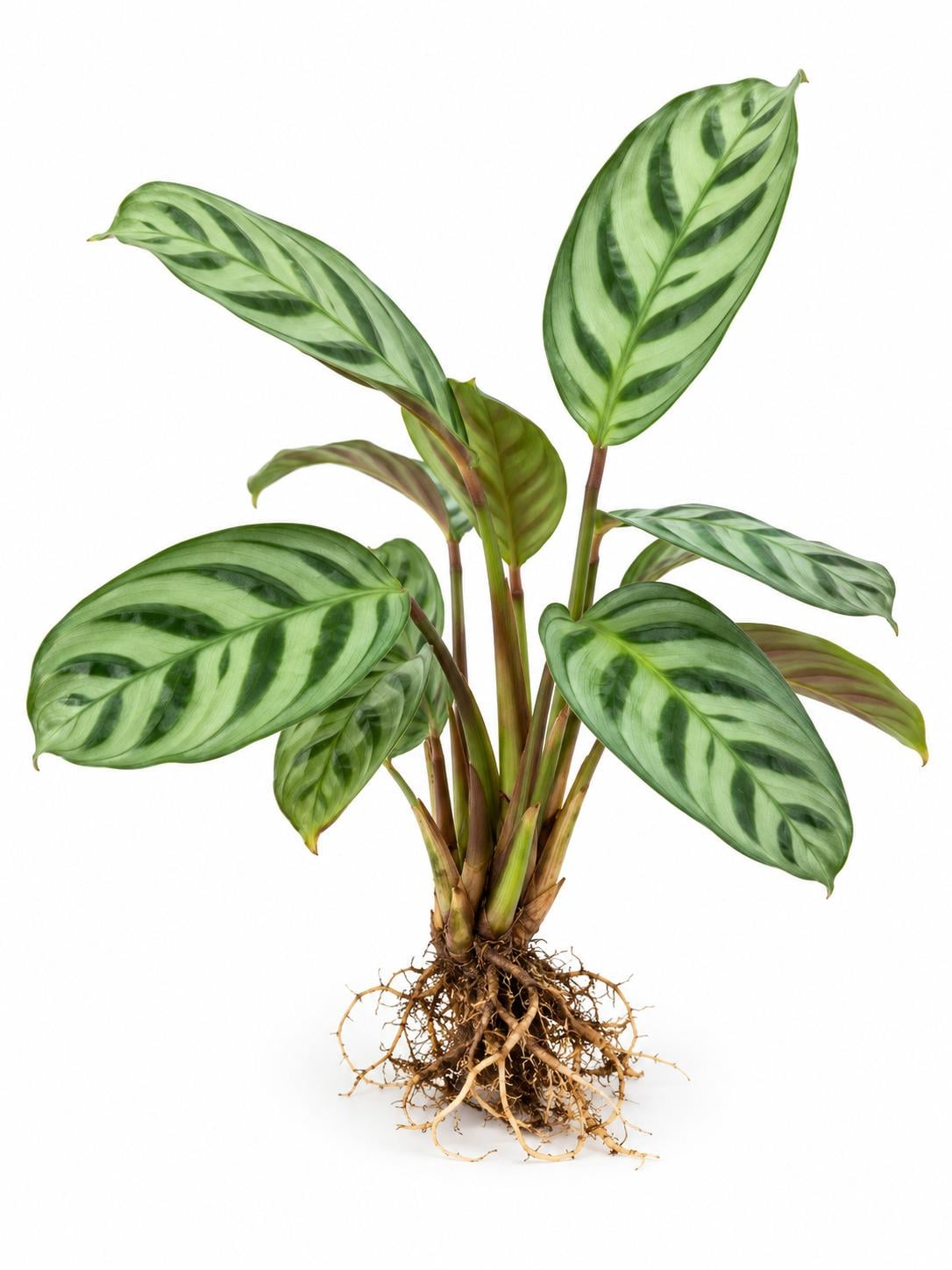 Ctenanthe Burle-Marxii – photo 2