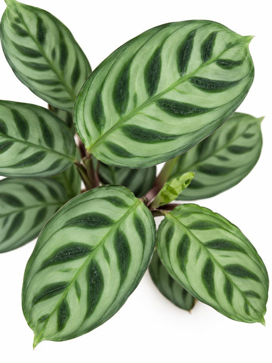 Ctenanthe Burle-Marxii – rare plant for sale