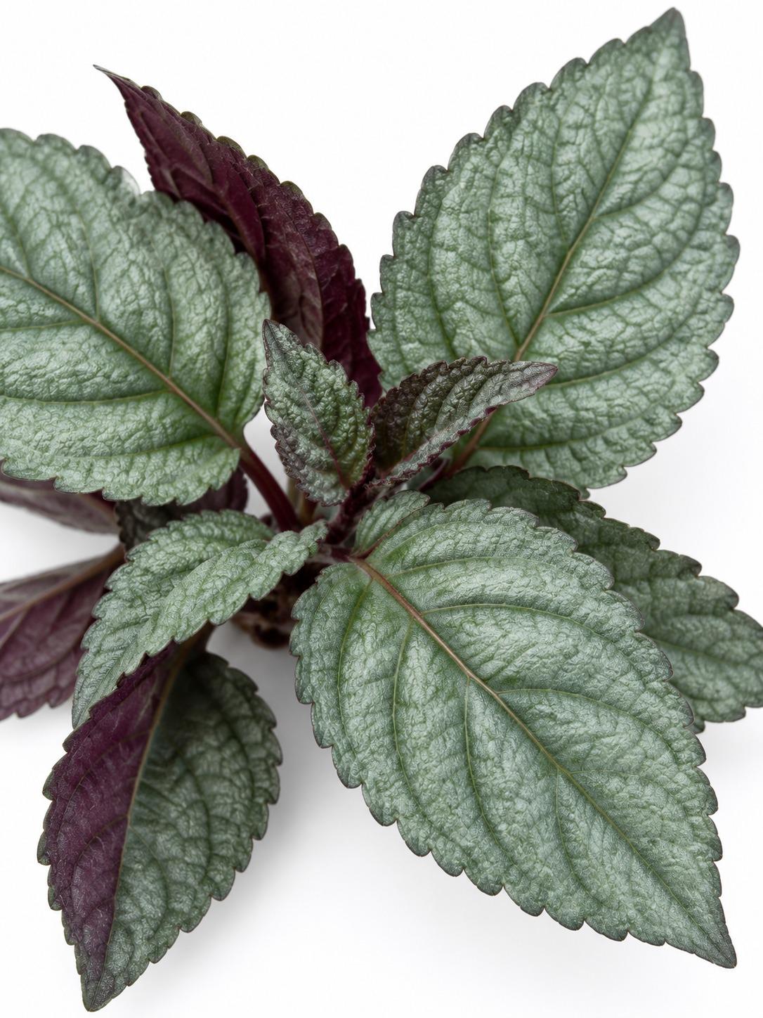 Hemigraphis Alternata Silver Waffle – rare plant for sale