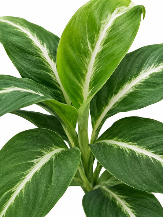 Spathiphyllum Silver Streak – rare plant for sale