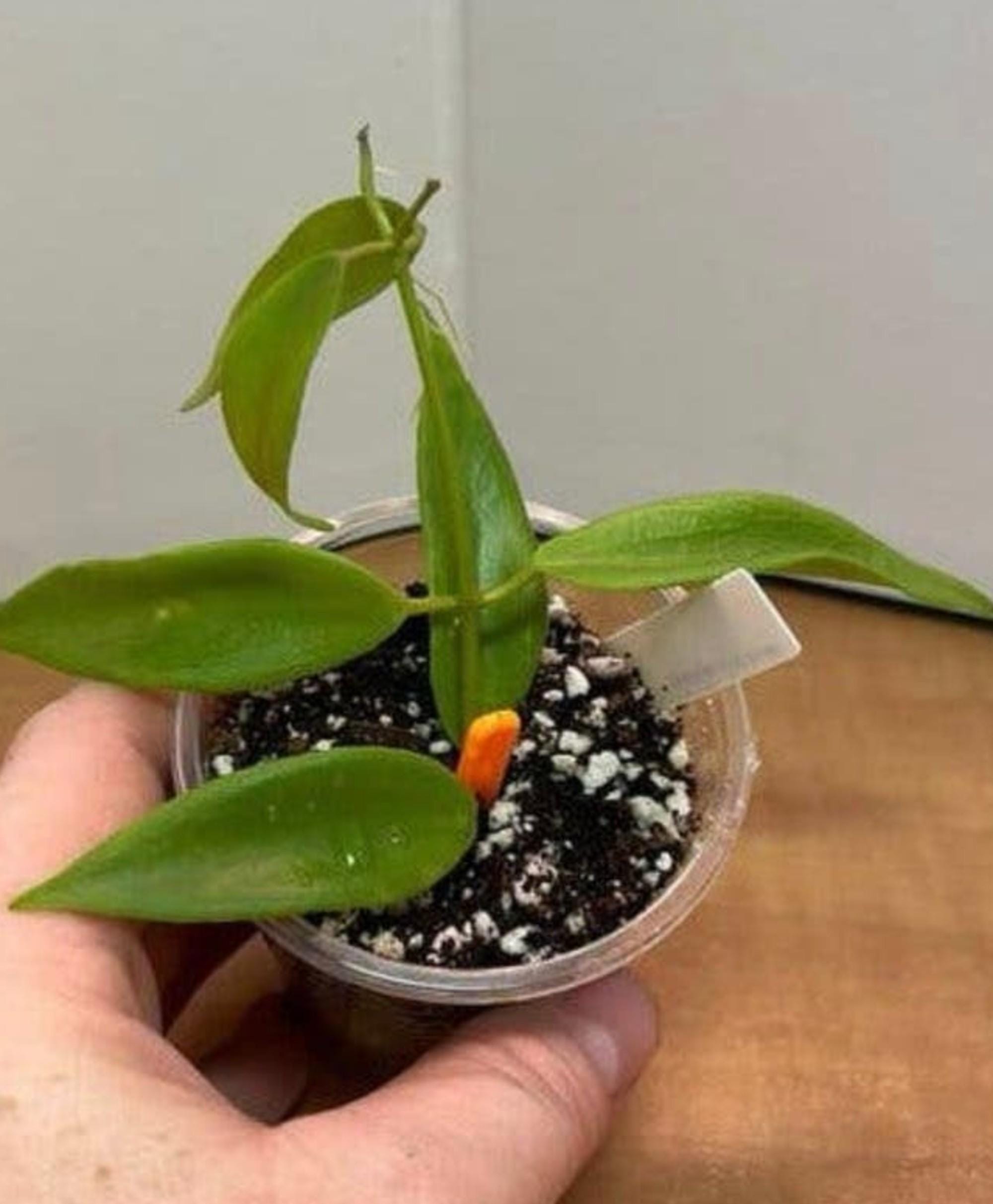 Dischidia Blue Flowers cutting