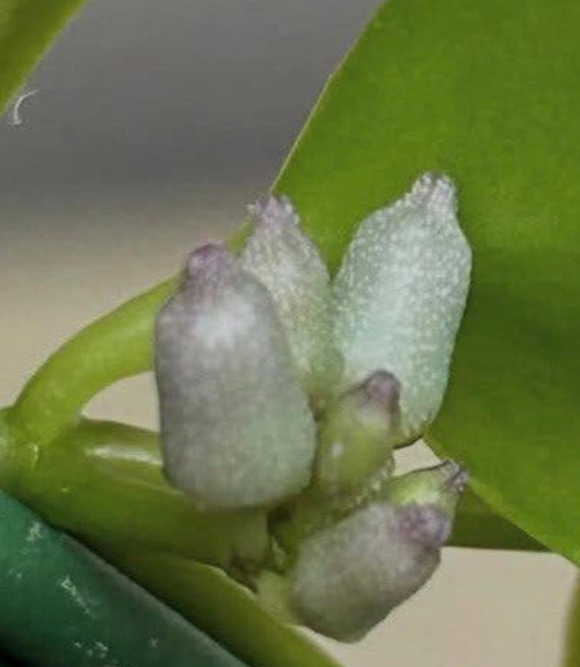 Dischidia Blue Flowers cutting