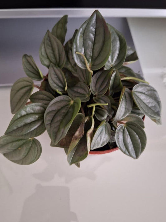 Peperomia Caperata Rosso Cutting – rare plant for sale