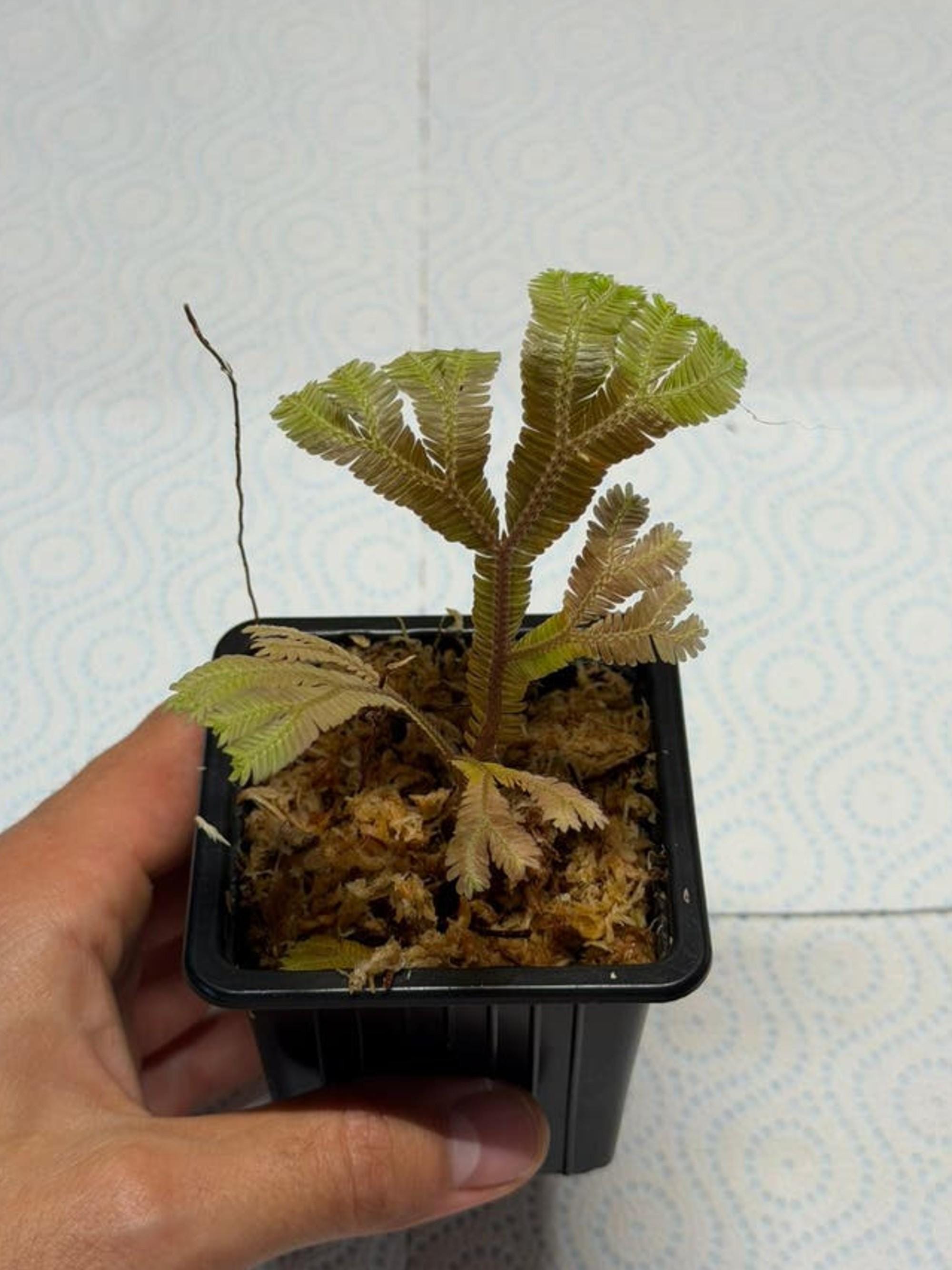Selaginella Metallic Bronze cutting