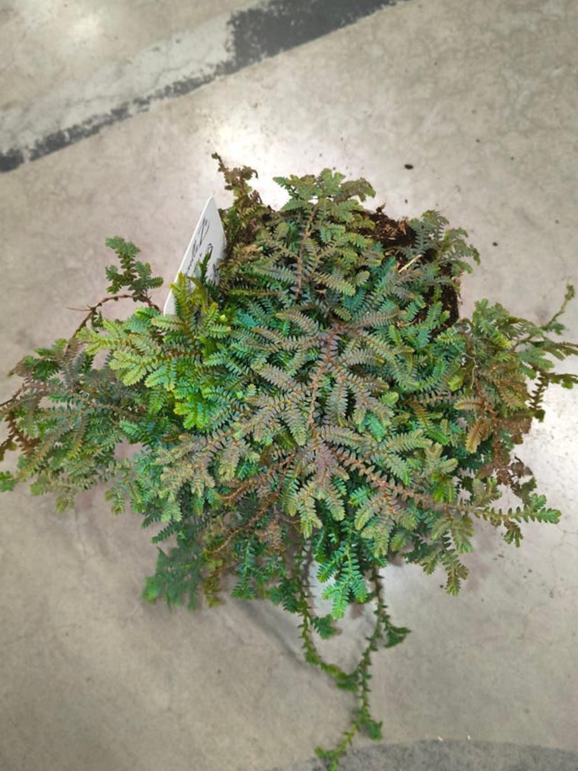Selaginella Uncinata Blue Peacock cutting