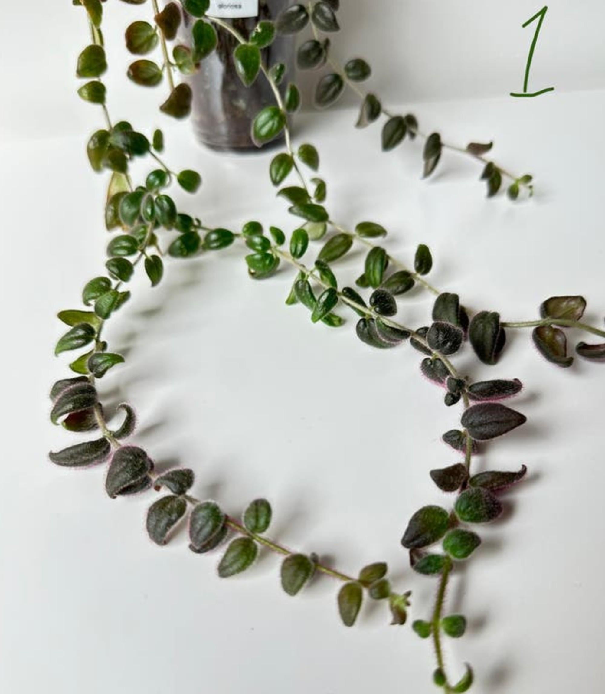 Columnea Gloriosa cutting