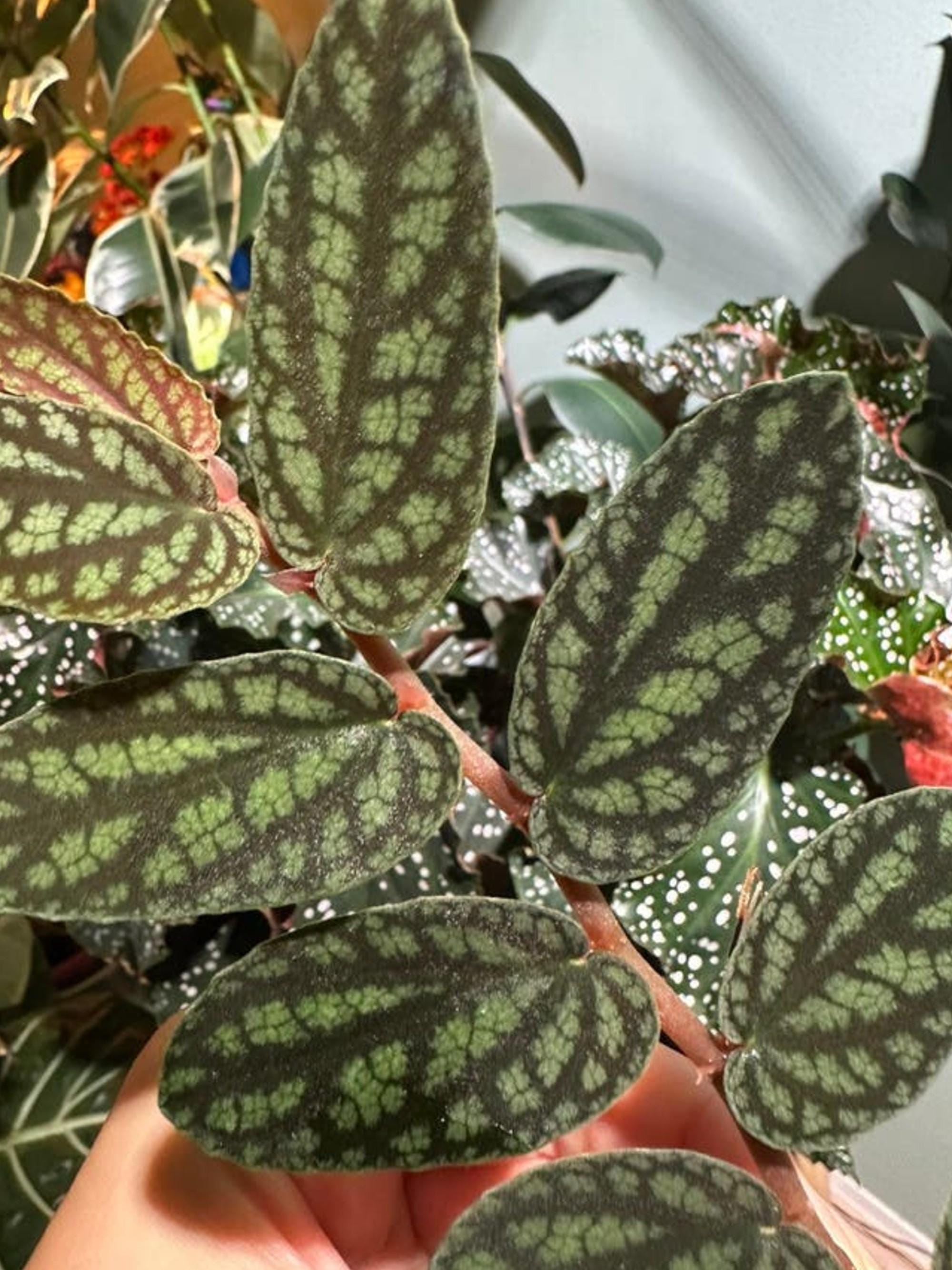 Pellionia Pulchra cutting