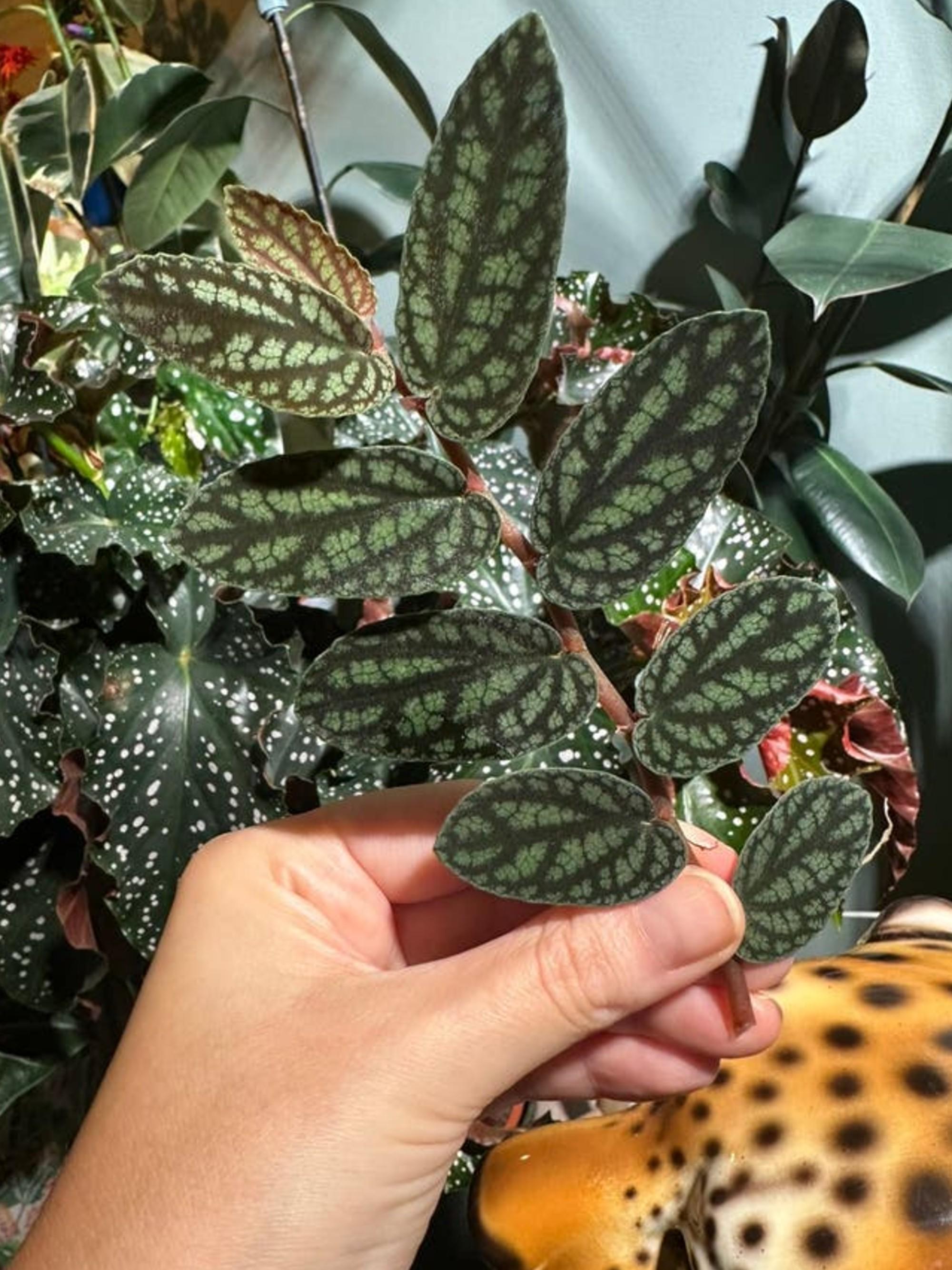 Pellionia Pulchra cutting