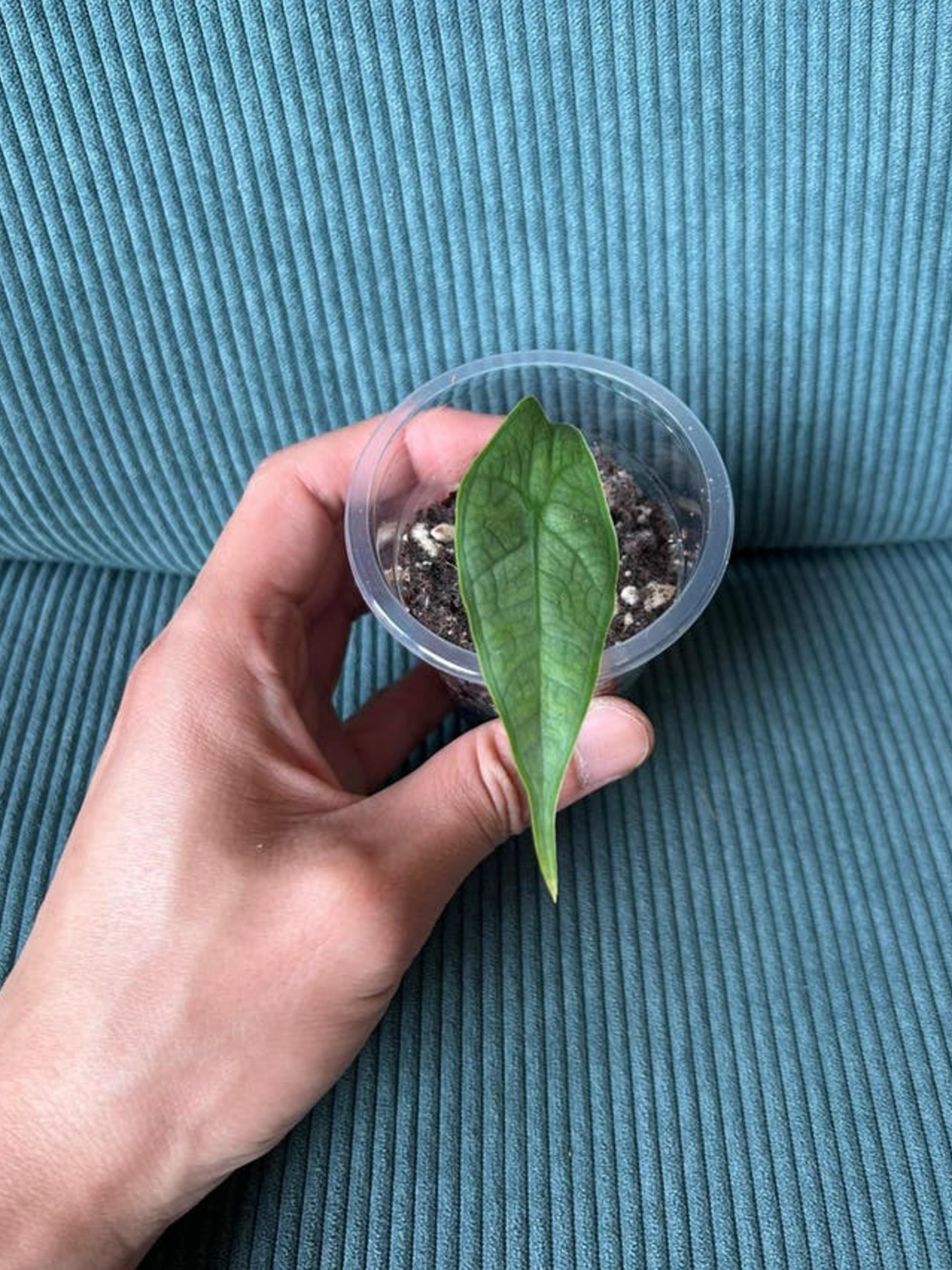 Alocasia Heterophylla Metallic Blue bulb