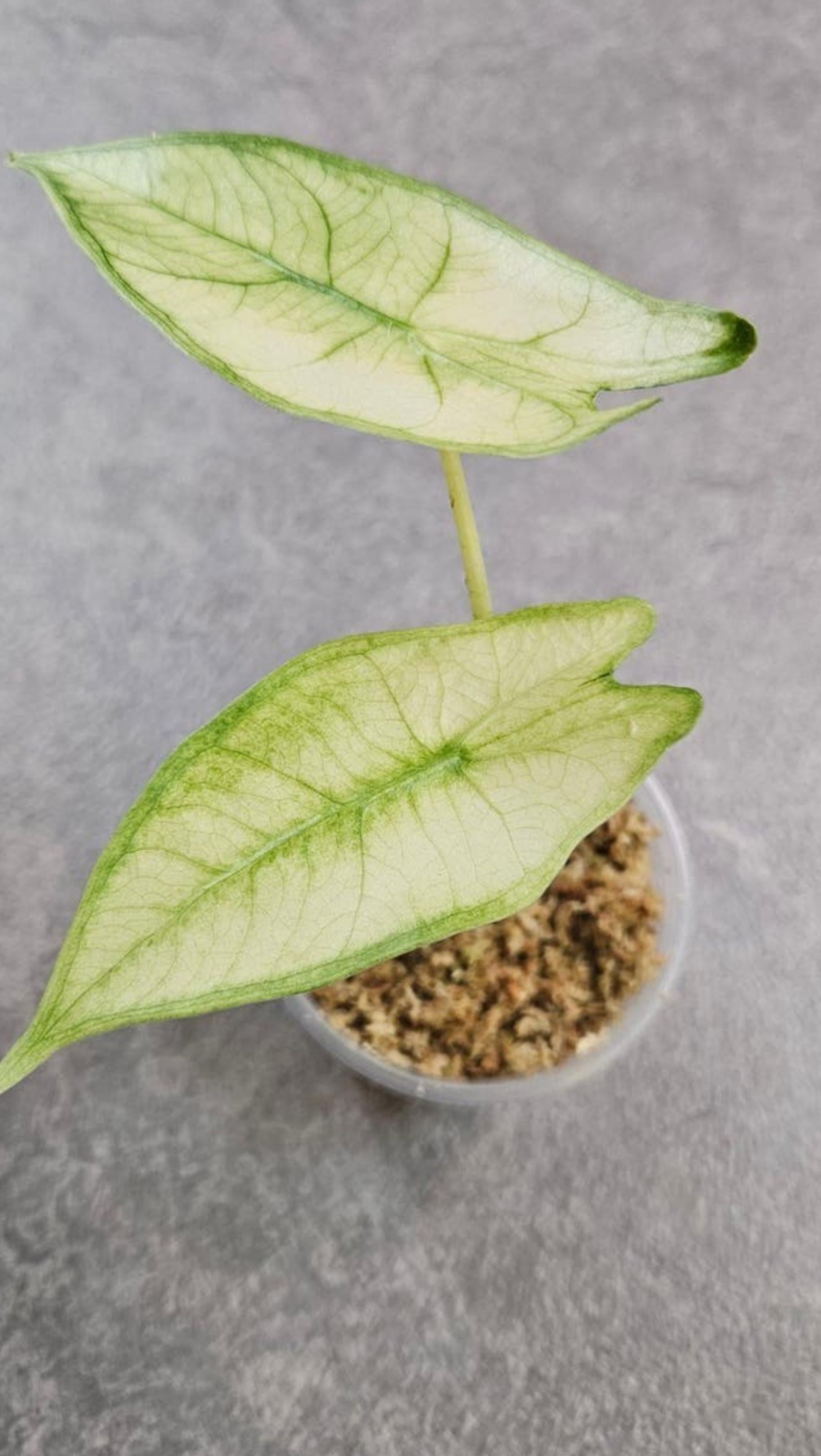 Alocasia Longiloba Albo Mint Variegata bulb