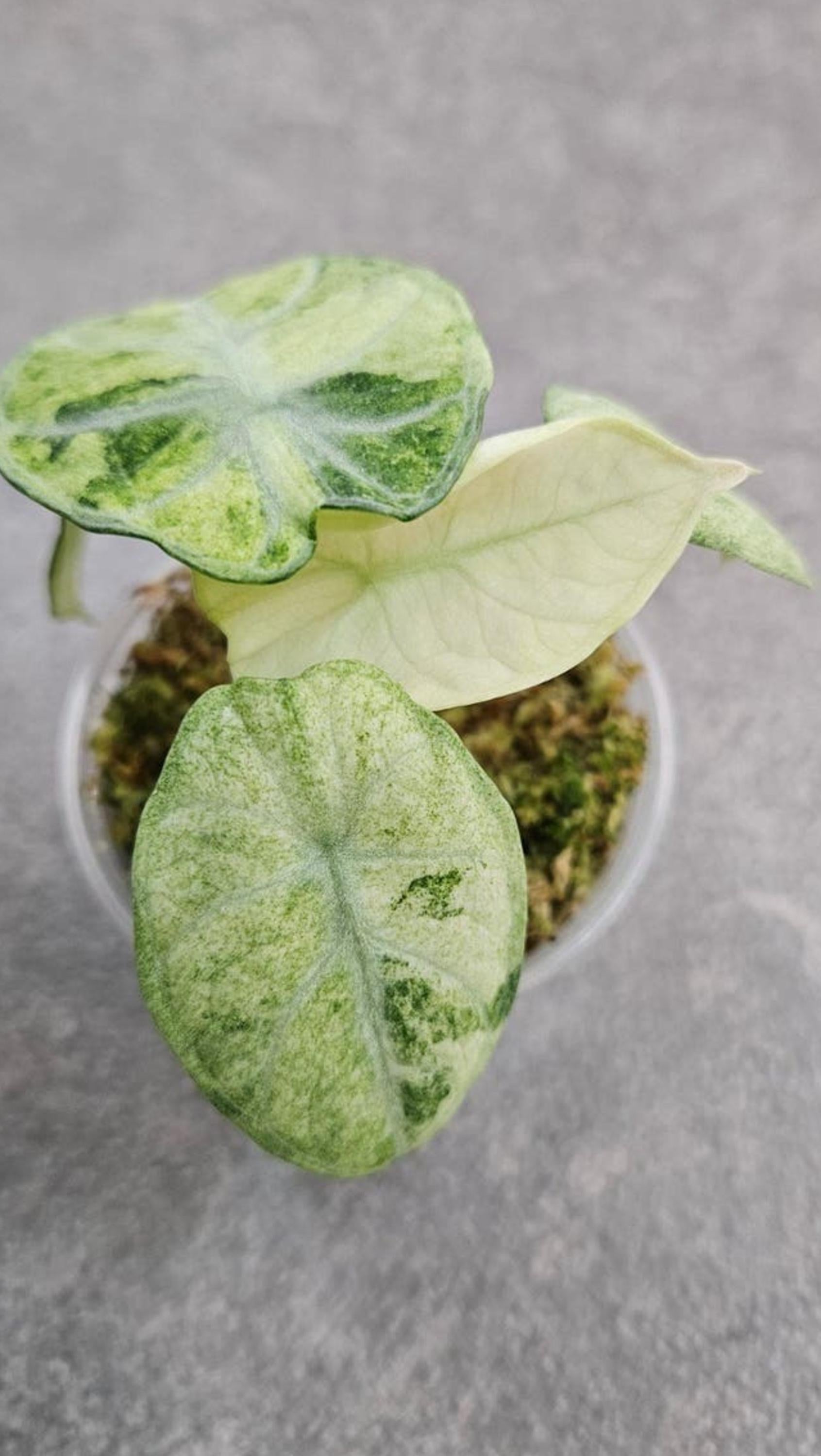 Alocasia Ninja Tricolor Variegata bulb
