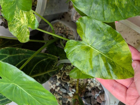 Alocasia Odora California Aurea bulb