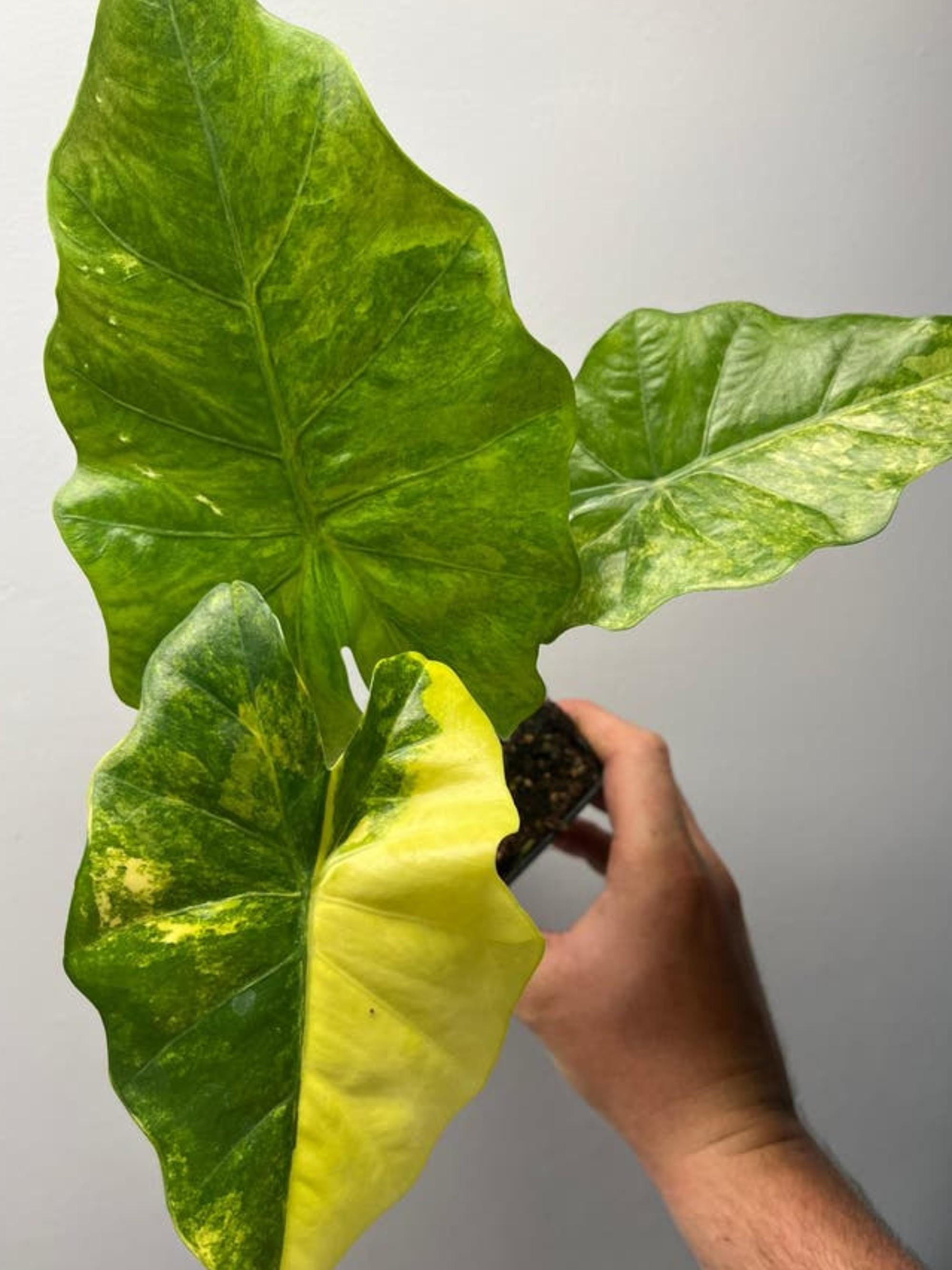 Alocasia Portodora Aurea Variegata bulb