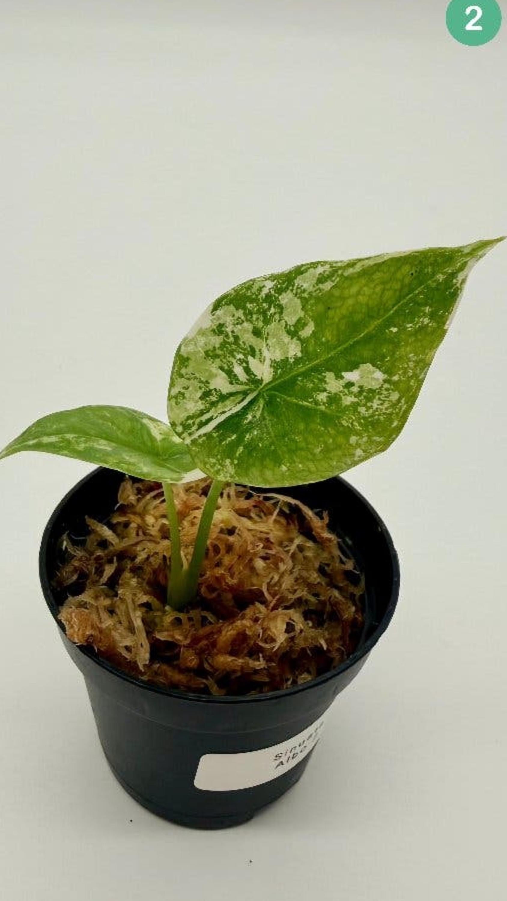 Alocasia Sinuata Albo Variegata bulb