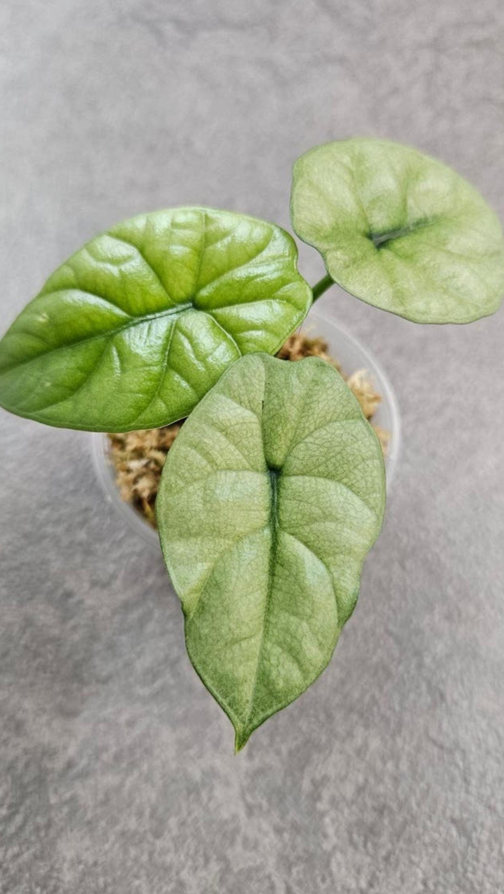 Alocasia Sinuata Mint GOG Variegata bulb