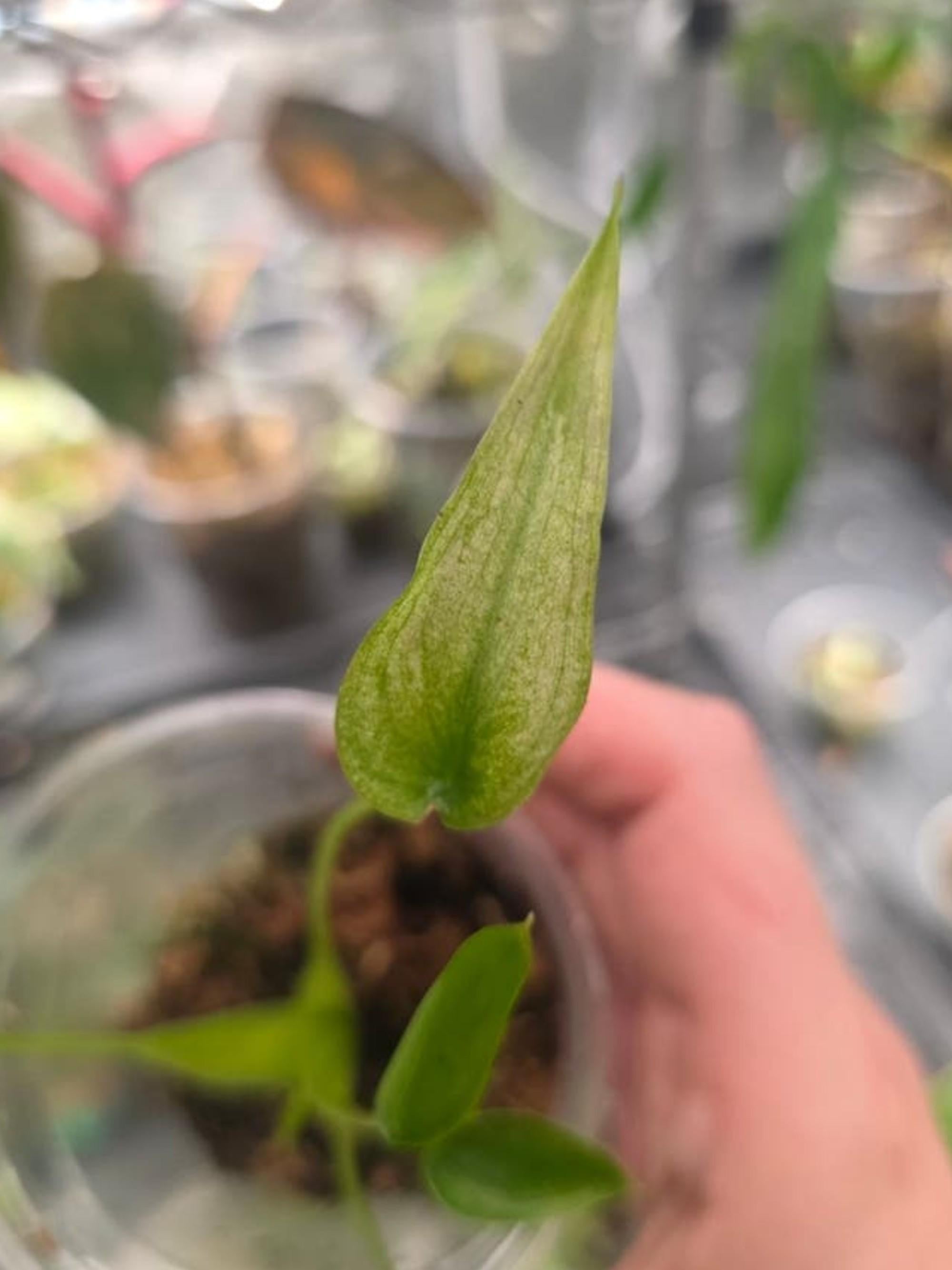 Alocasia Tiny Dancer Mint bulb