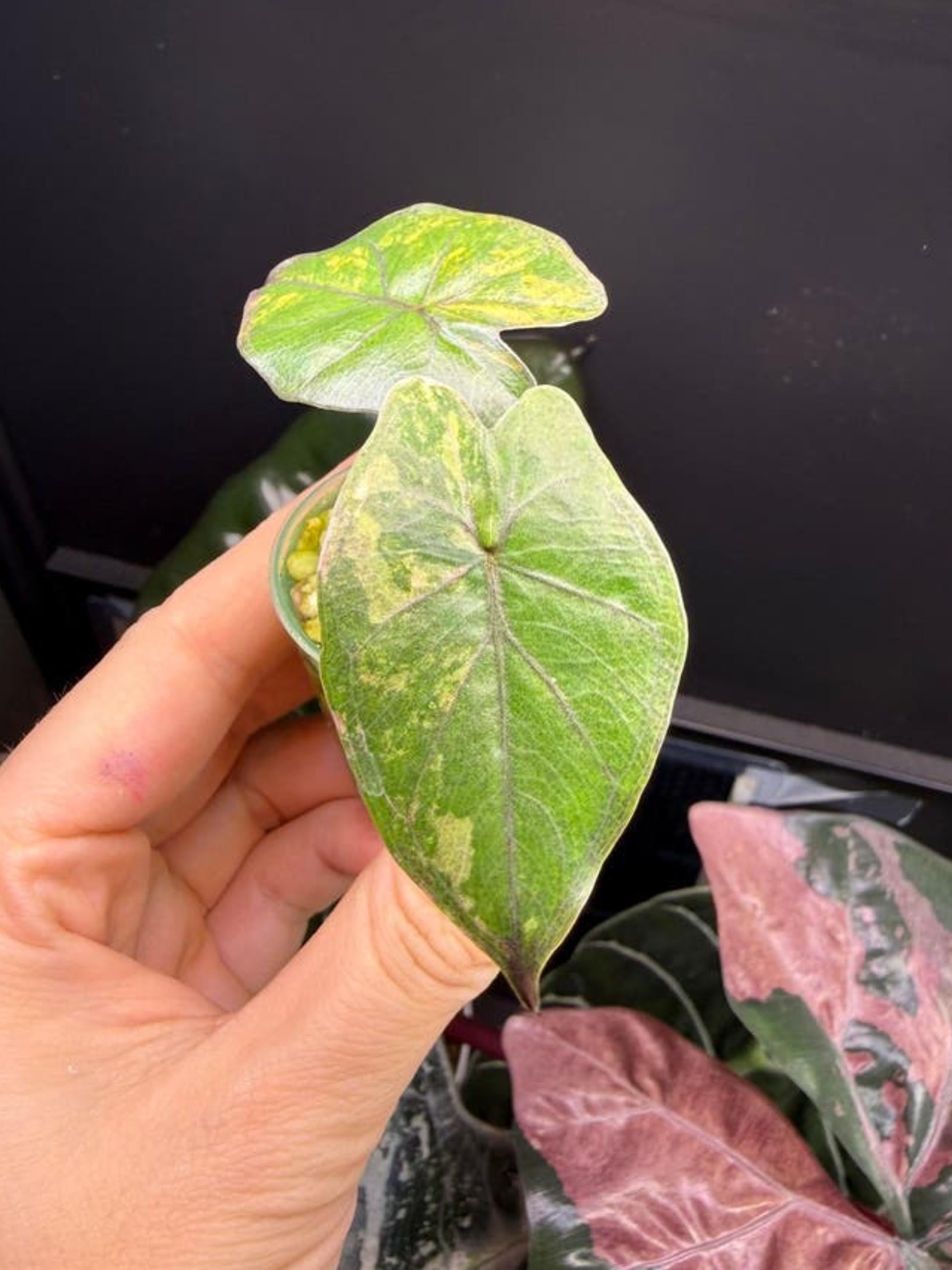 Alocasia Yucatan Princess Aurea bulb