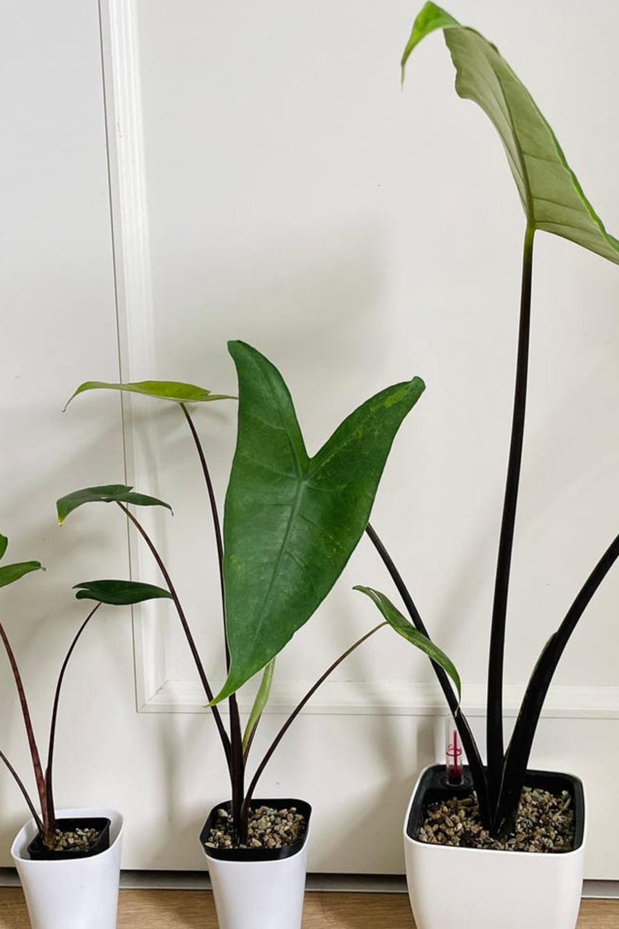 Alocasia Zebrina Aurea Black Stem bulb