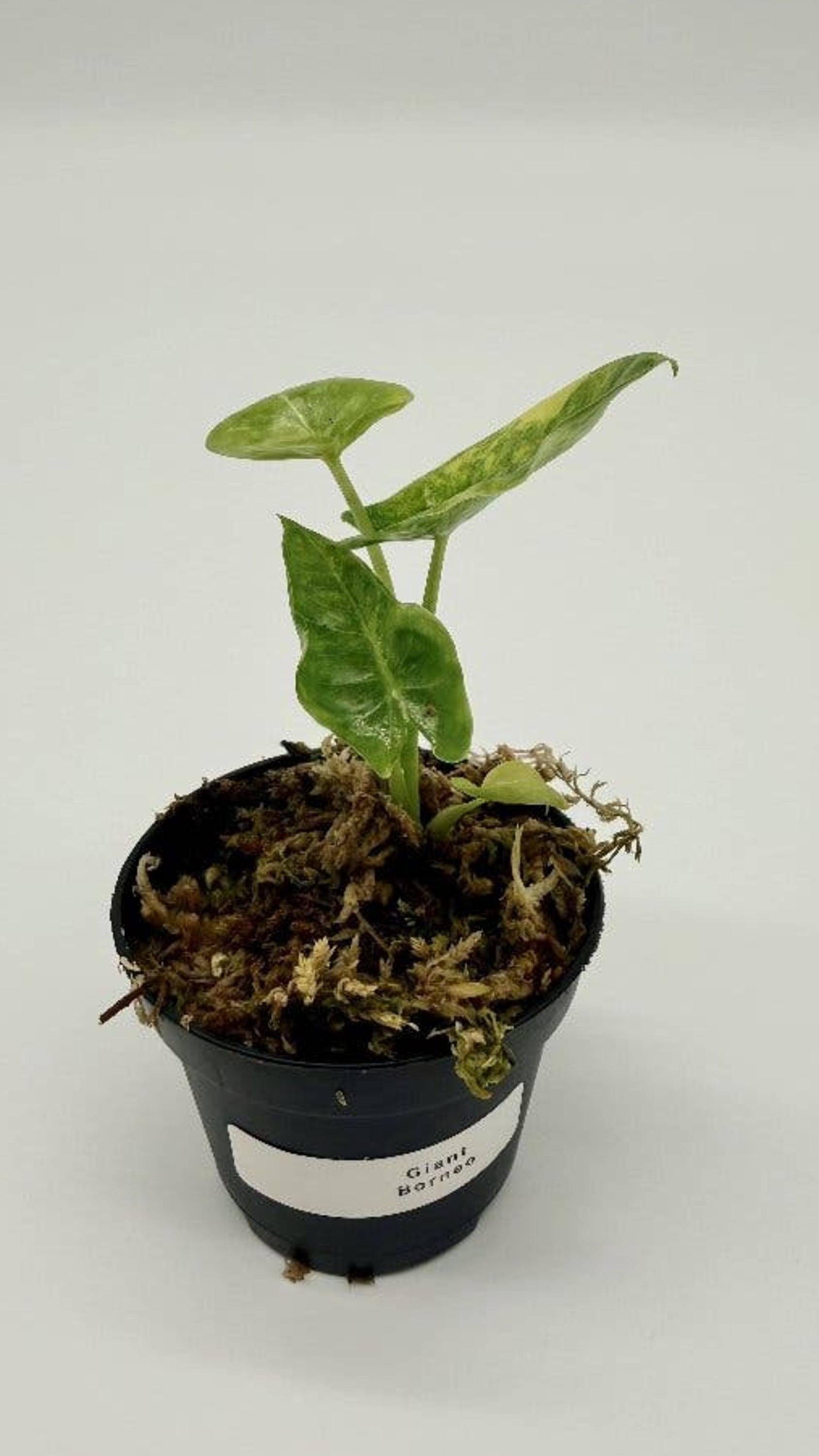 Alocasia Borneo Giant Aurea Variegata bulb