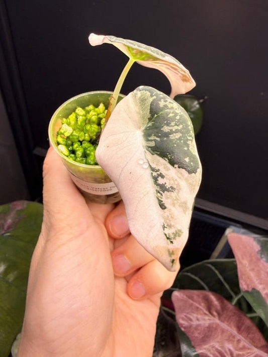 Alocasia Black Velvet Pink Albo bulb