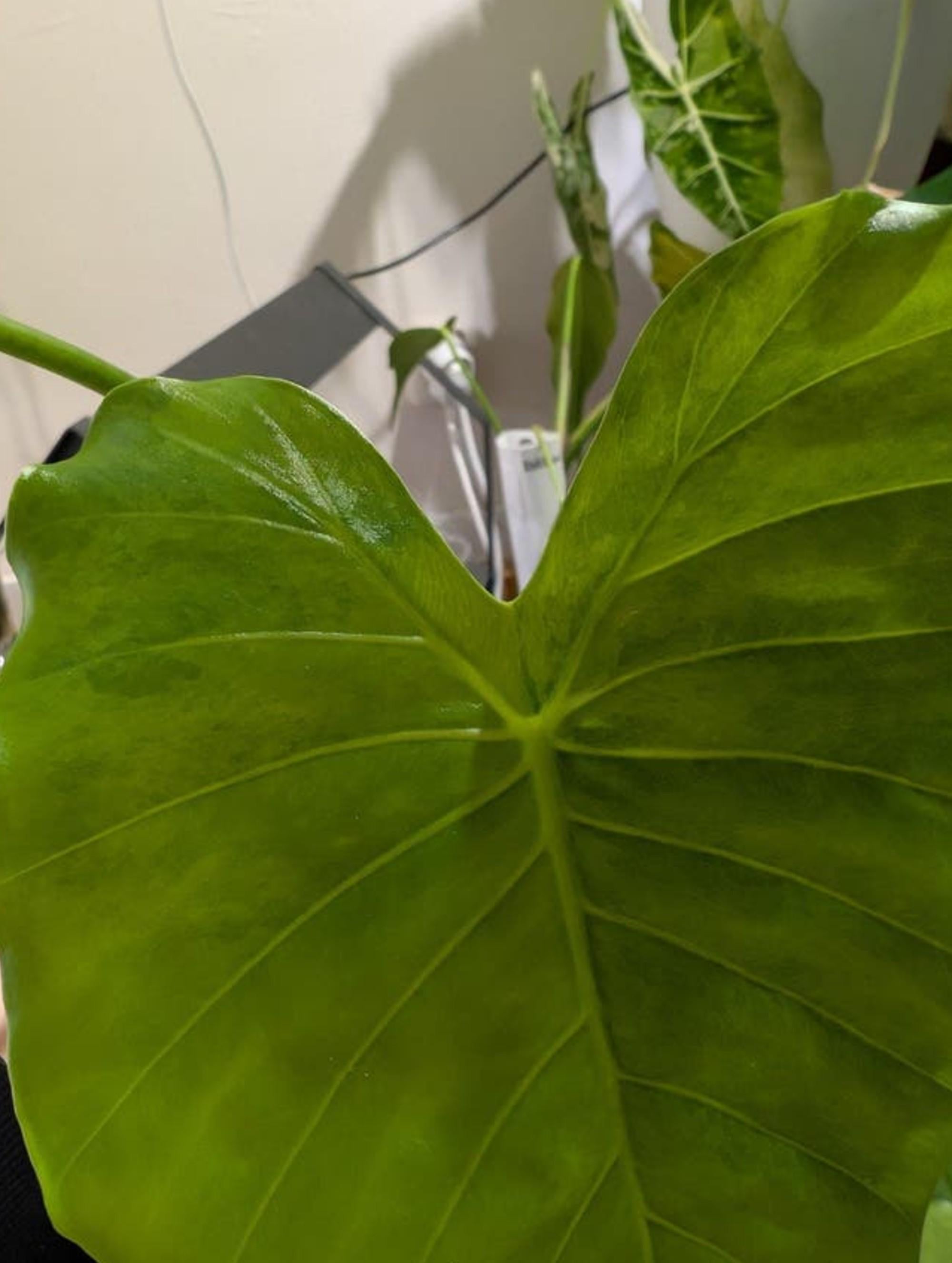 Alocasia Gageana Odora California Albo bulb