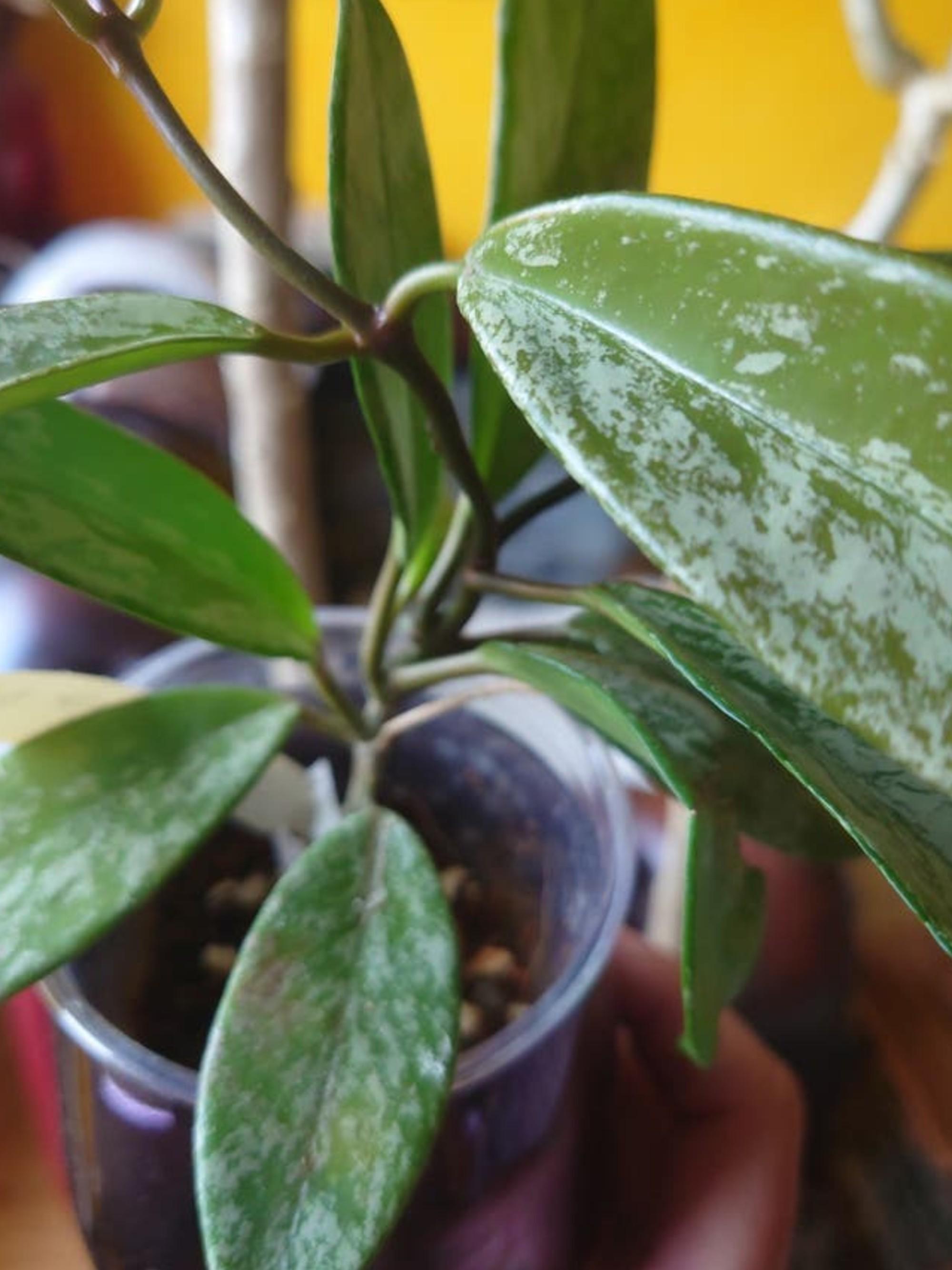 Hoya Pubicalyx Splash cutting