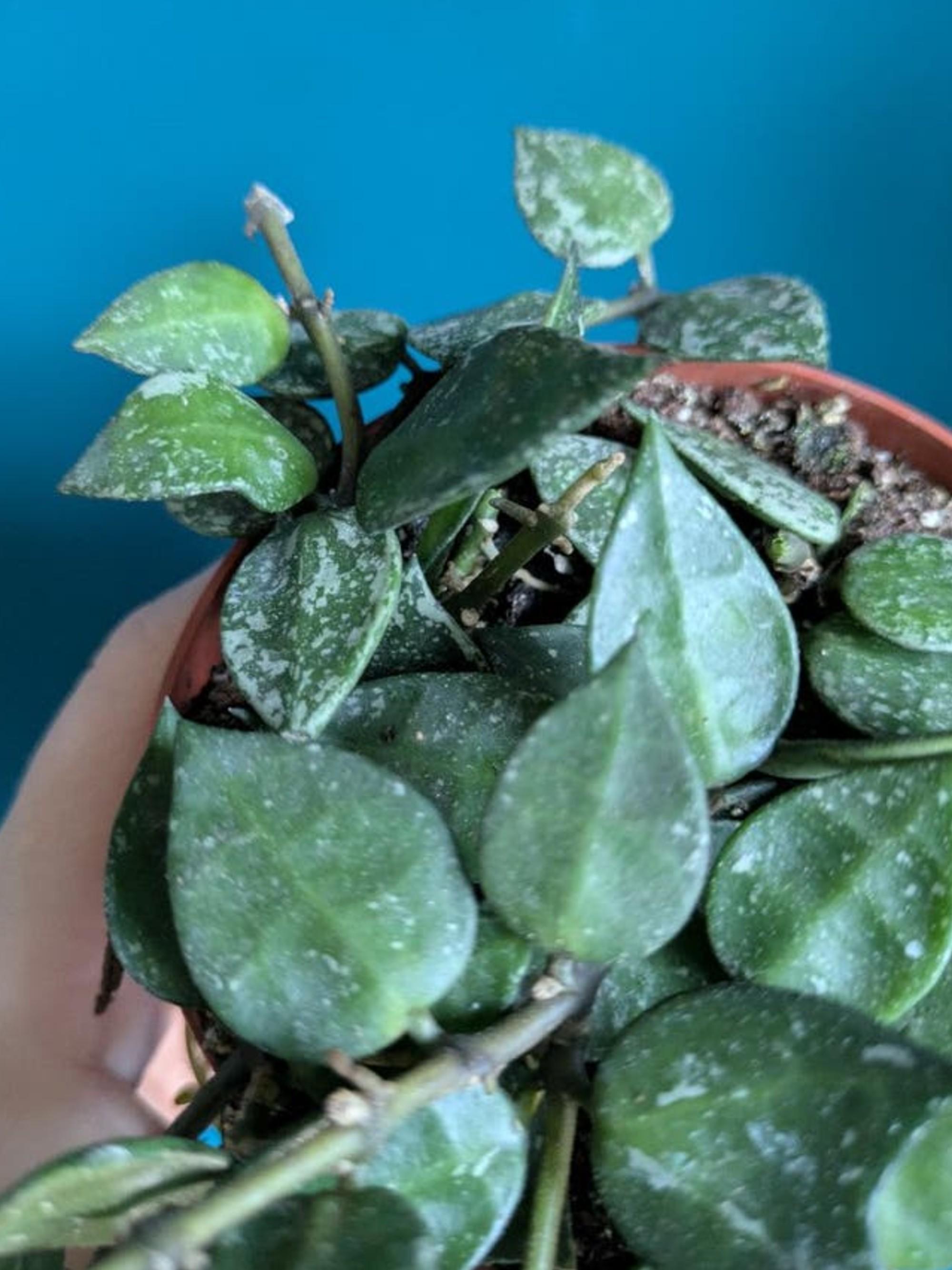 Hoya Krohniana Eskimo cutting