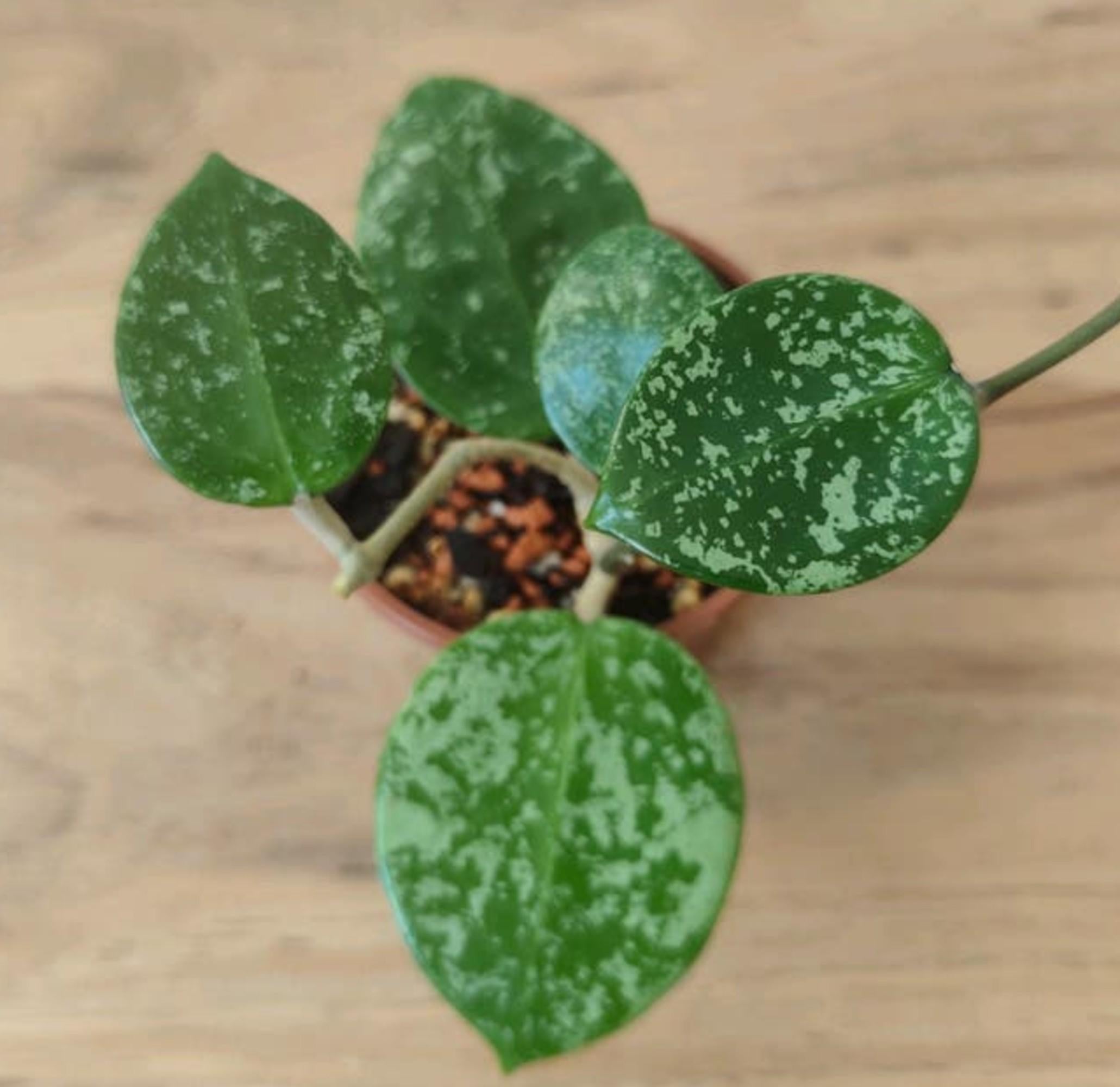 Hoya Verticillata EPC cutting
