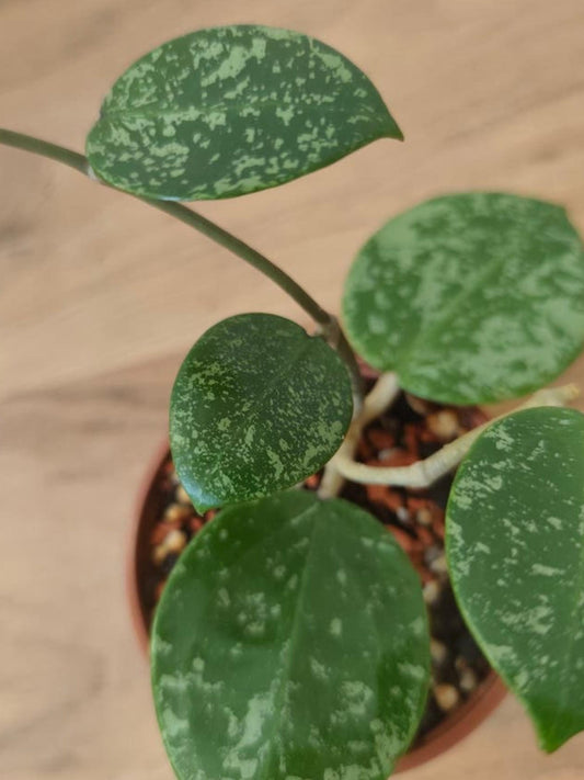 Hoya Verticillata EPC cutting