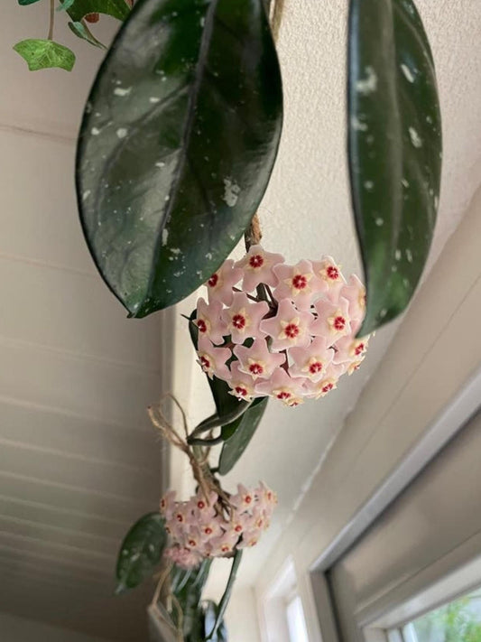 Hoya Carnosa Splash cutting