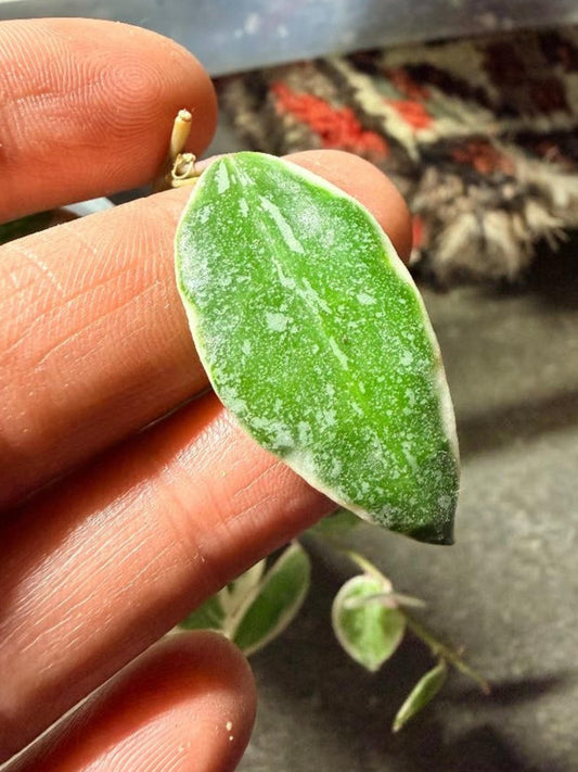 Hoya Lacunosa Lumina Princess cutting