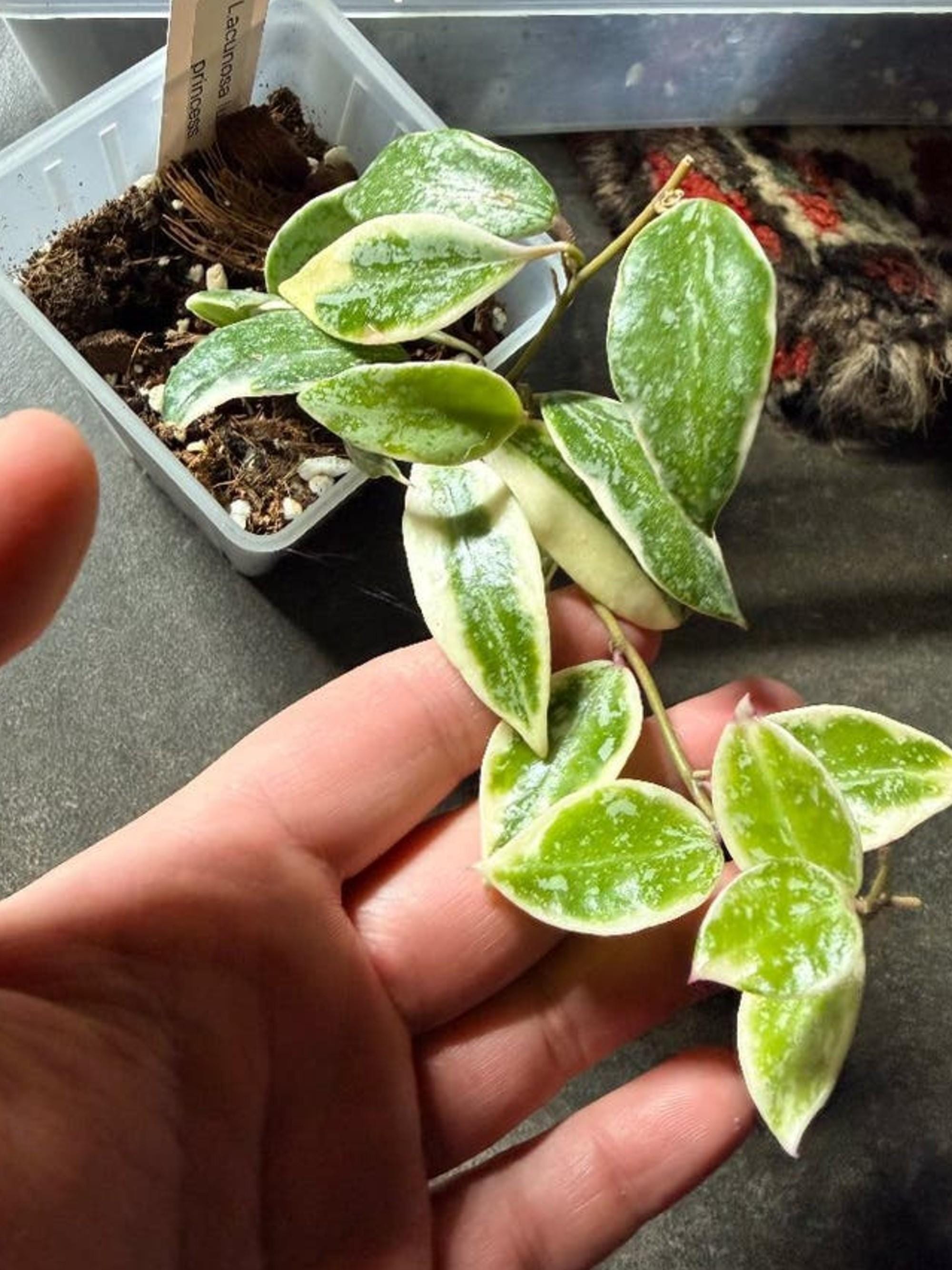 Hoya Lacunosa Lumina Princess cutting