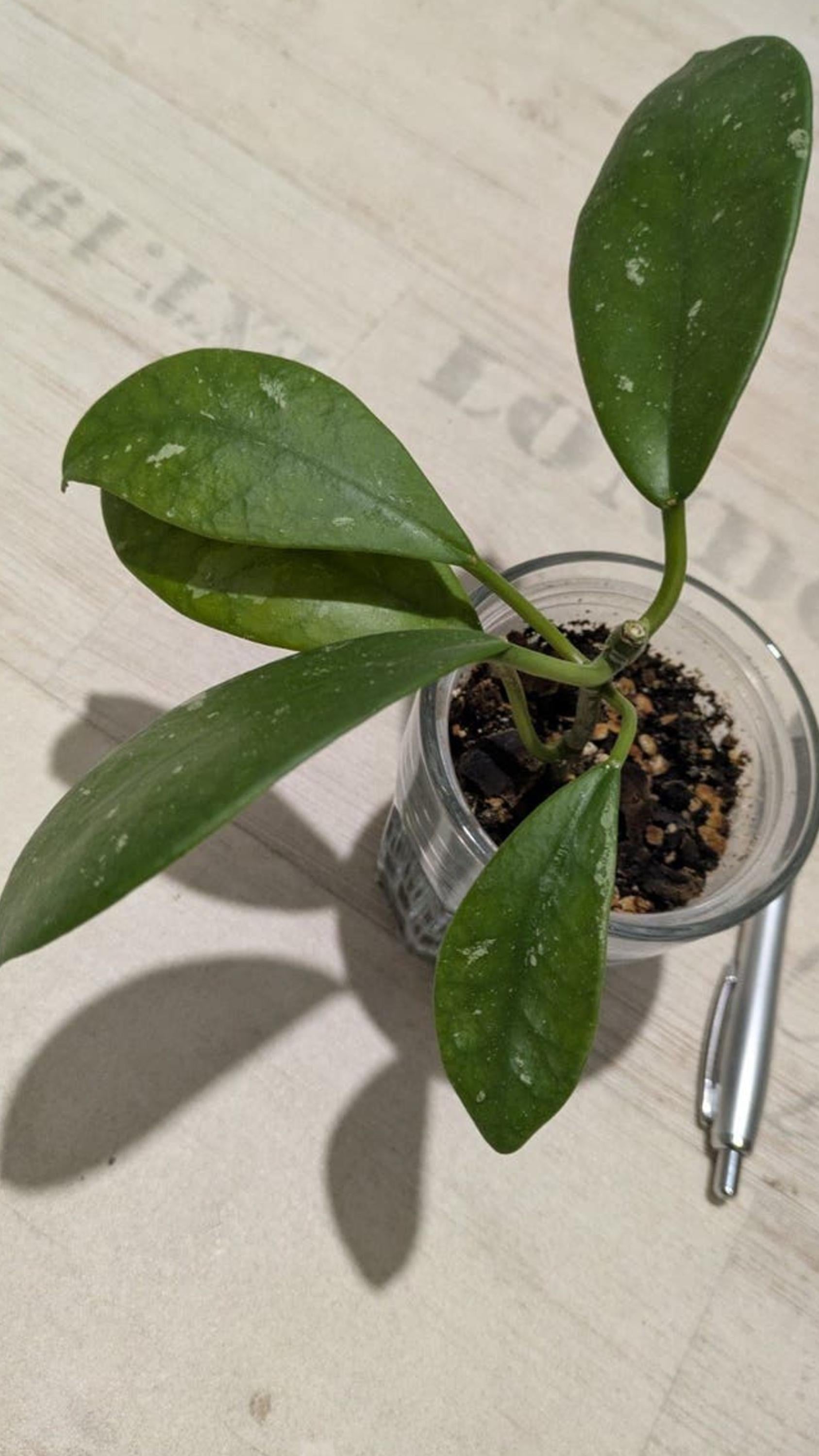 Hoya Diversifolia El Nidicus cutting