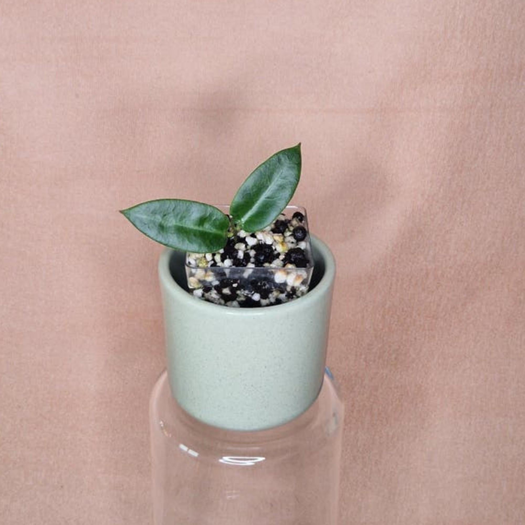 Hoya Patella Pink Flower cutting