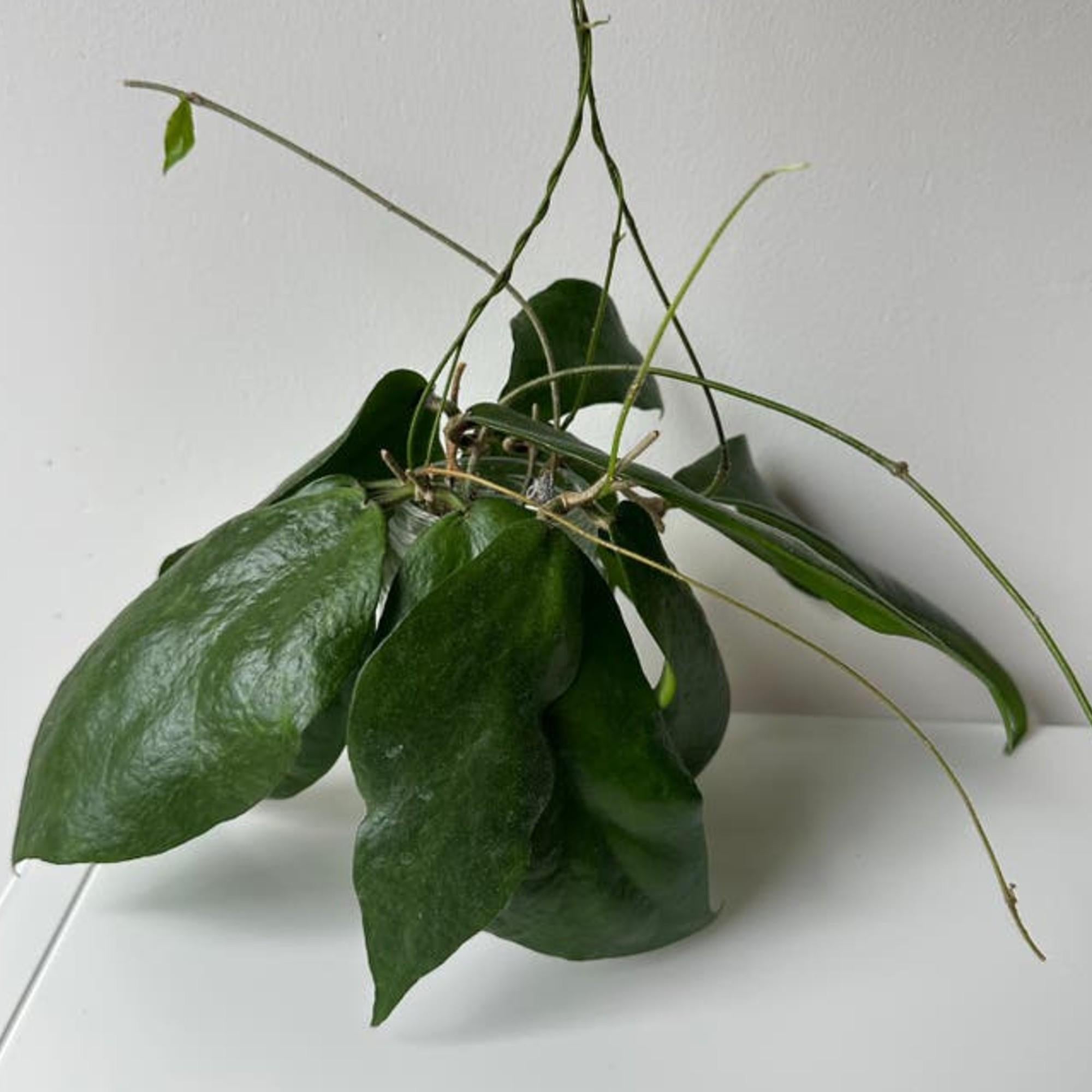 Hoya Caudata Big Green cutting