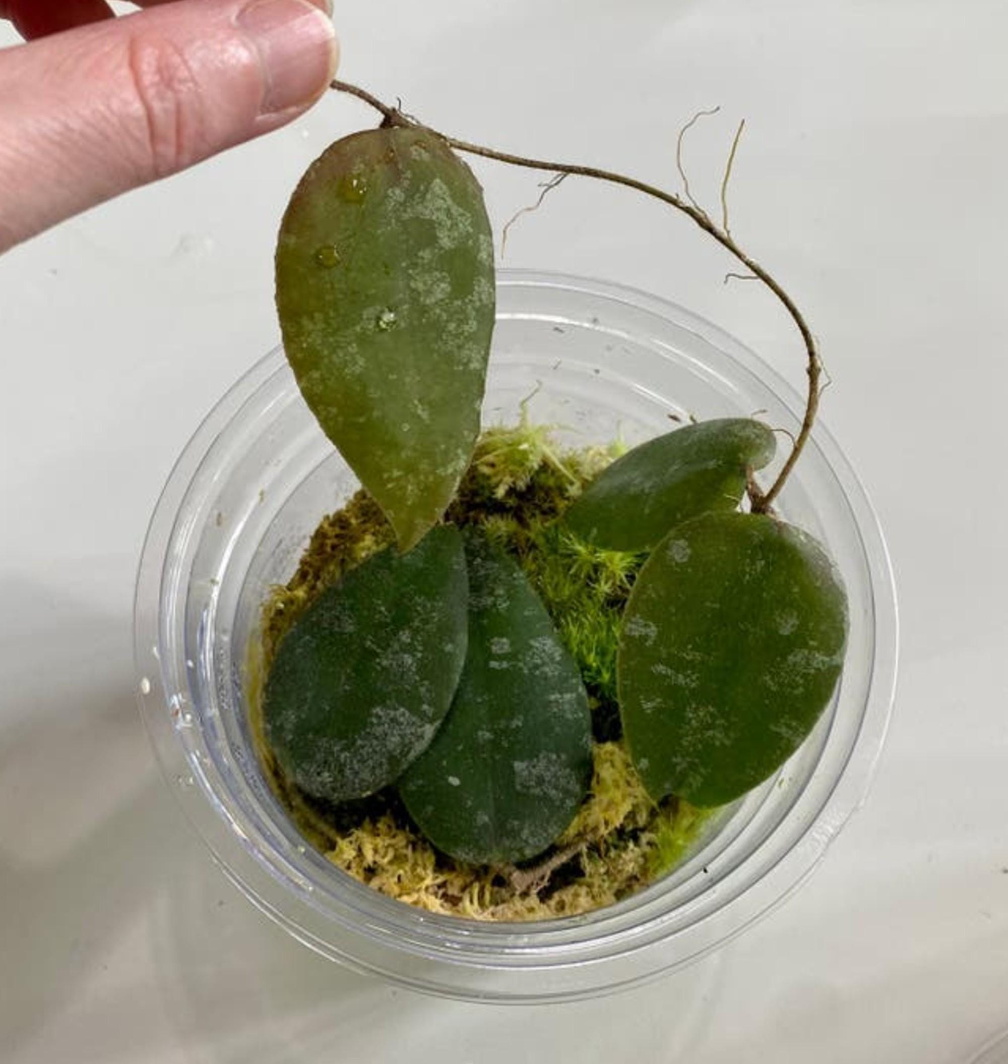 Hoya Caudata Sumatra cutting