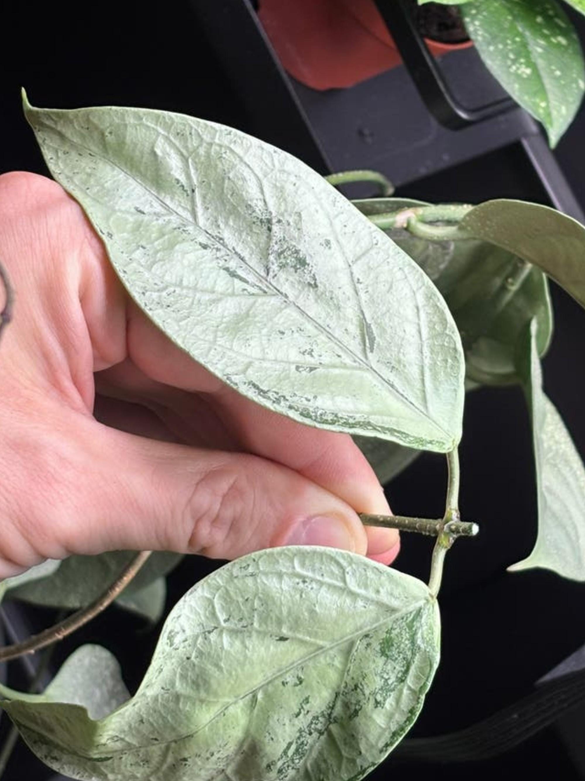 Hoya Coriacea Silver cutting