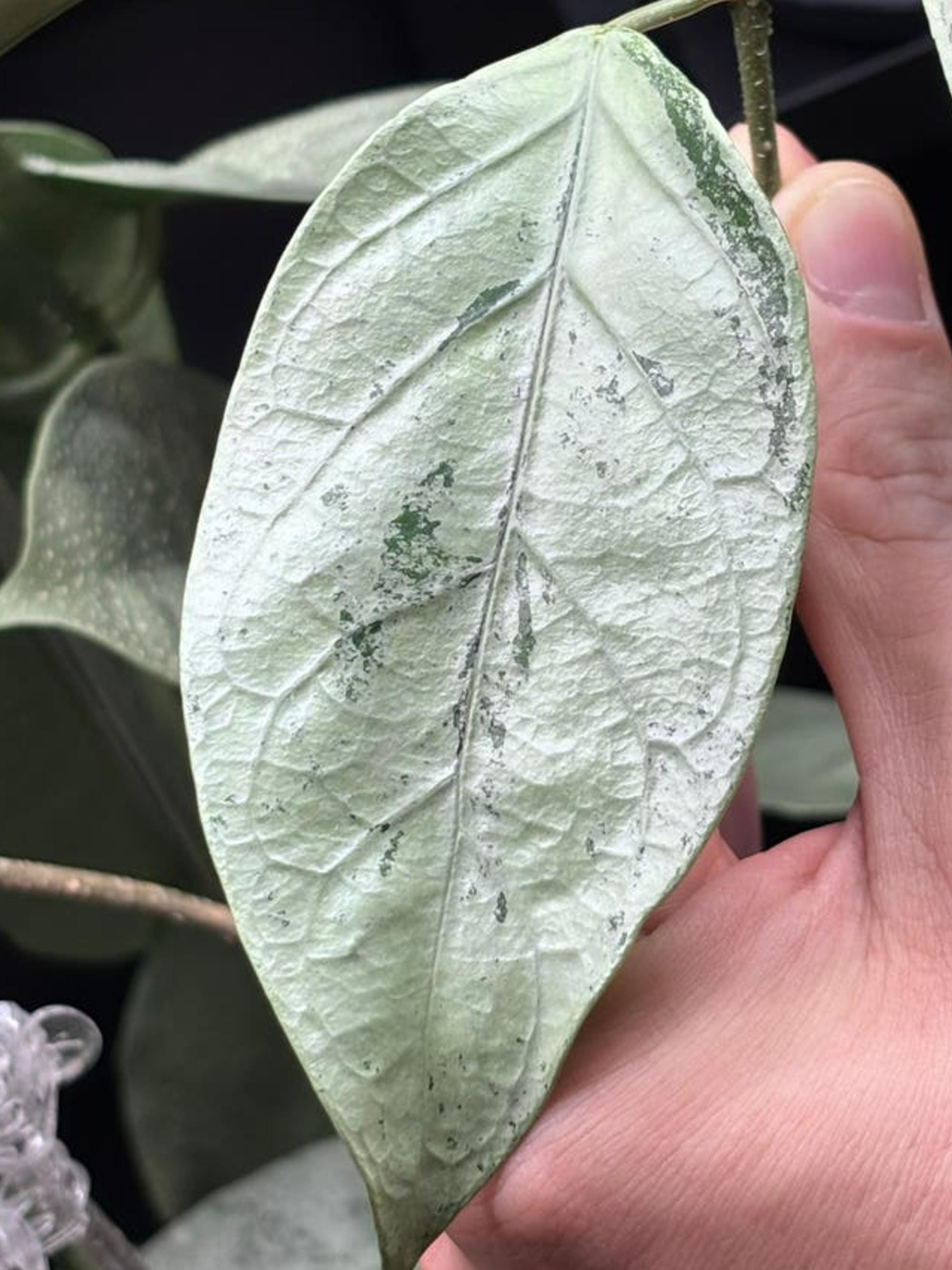 Hoya Coriacea Silver cutting
