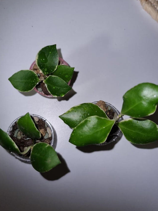 Hoya Heuschkeliana Outer Variegata cutting