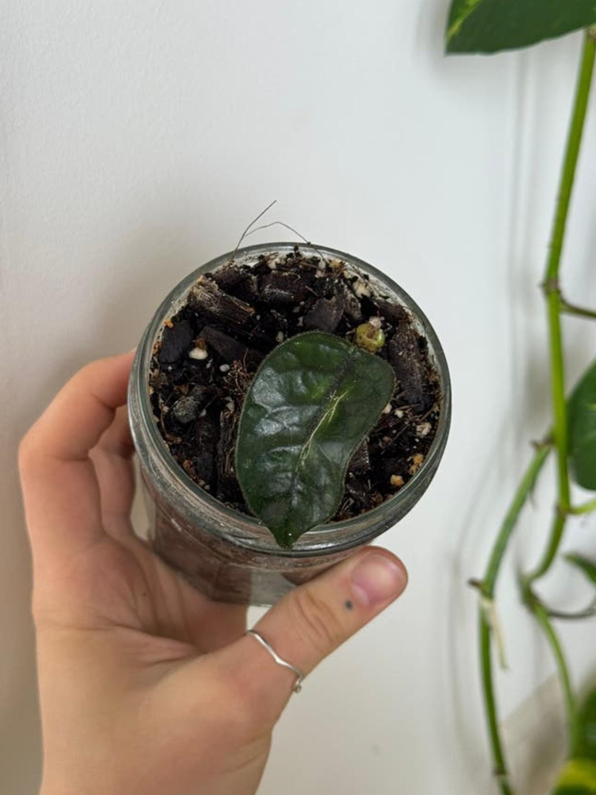 Hoya Globulosa Cao Bang cutting