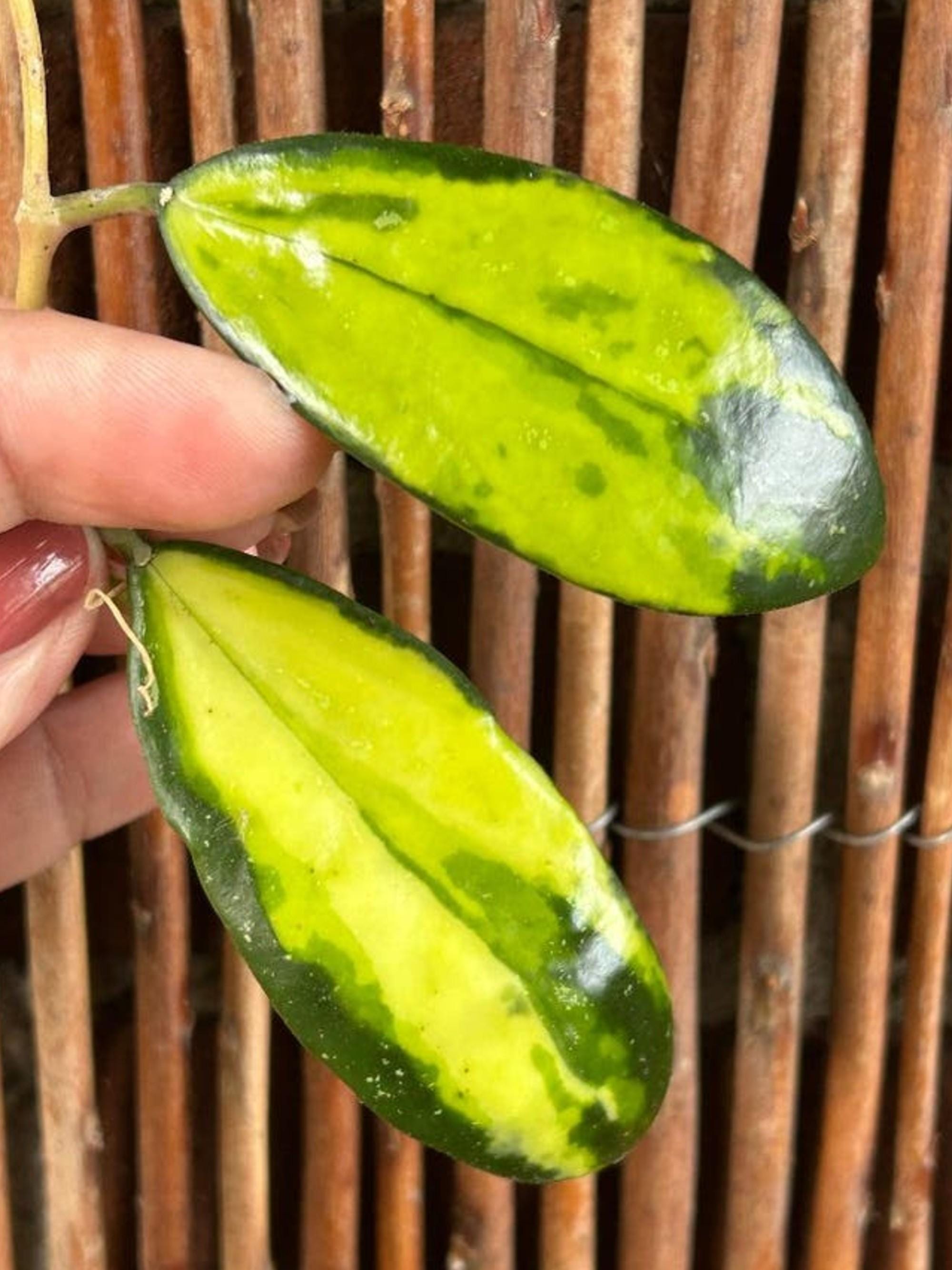 Hoya Acuta Variegata cutting