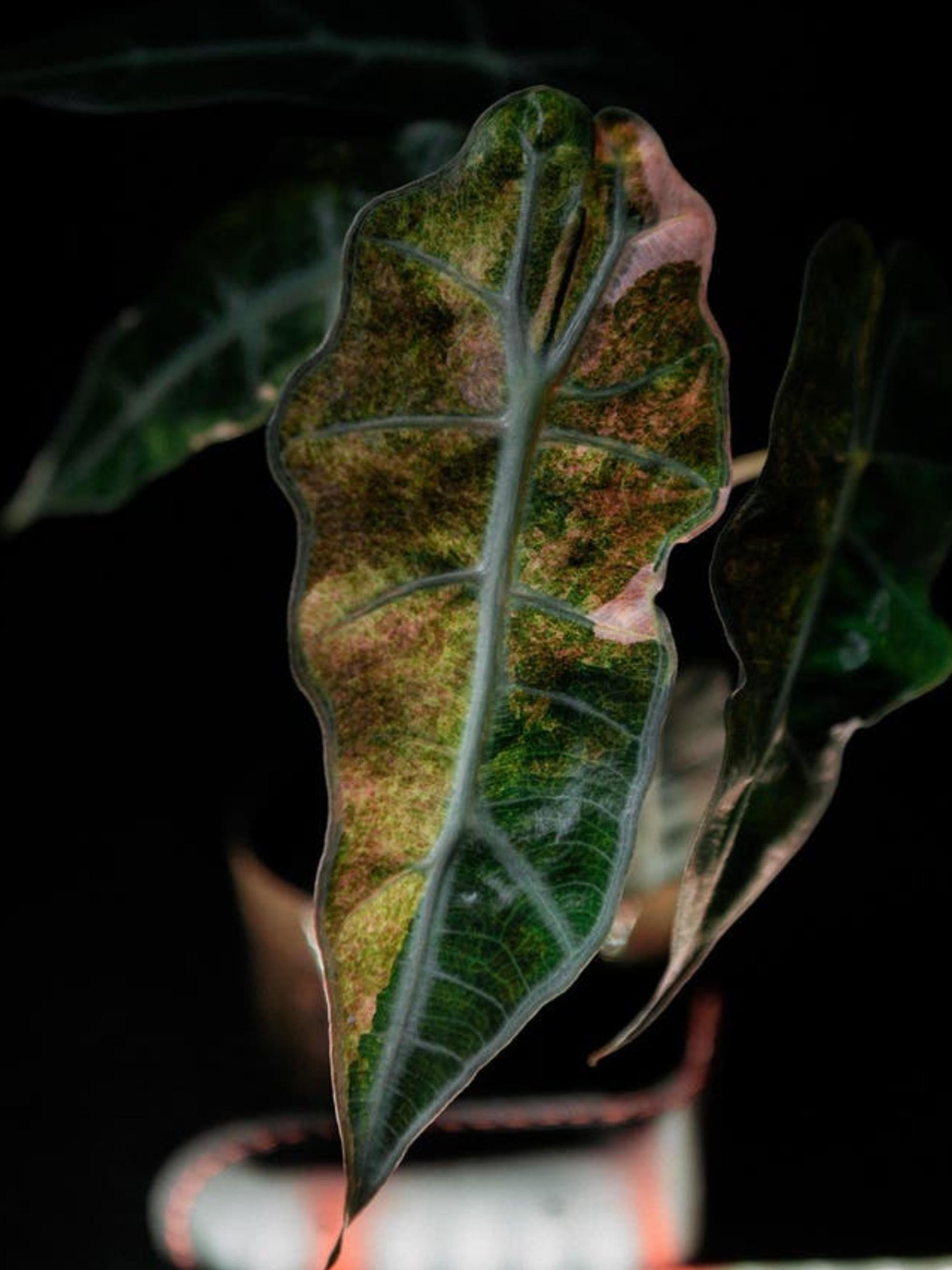 Alocasia Amazonica Polly Splash bulb
