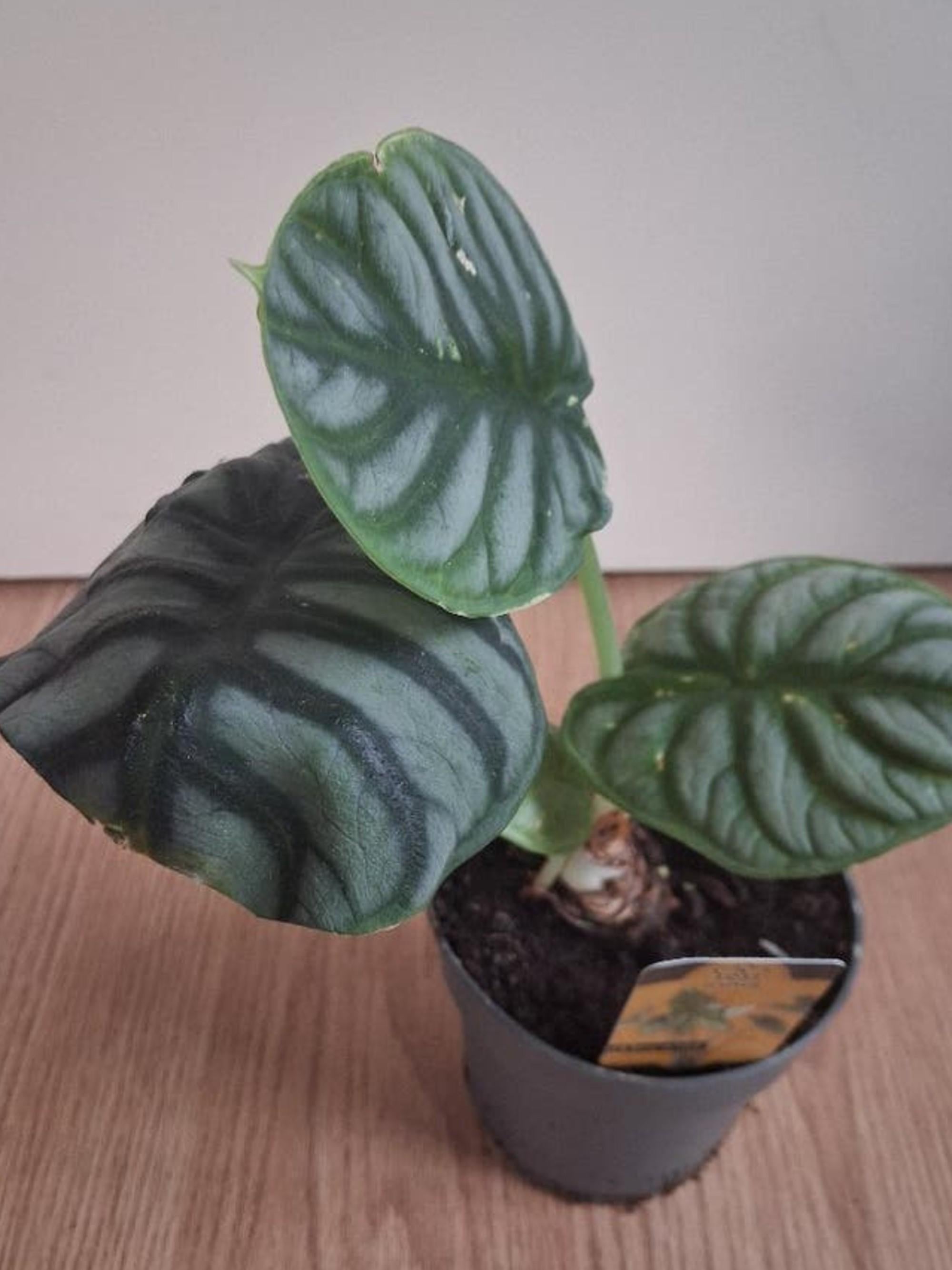 Alocasia Baginda Silver Dragon bulb