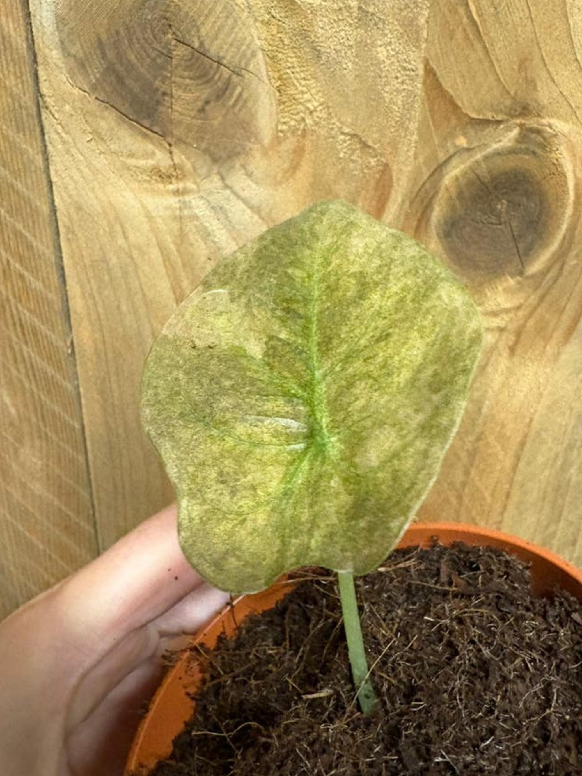 Alocasia Cuprea Red Secret Pink Mint Variegata bulb