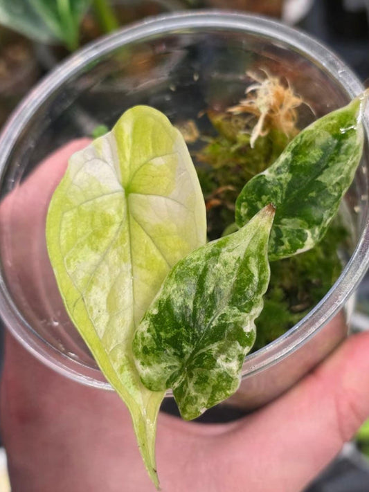 Alocasia Dragon Scale Albo Galaxy bulb